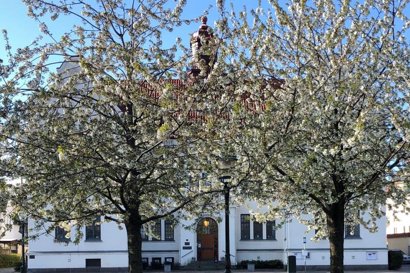 Limhamns församlingshus bakom träd med vita blommor