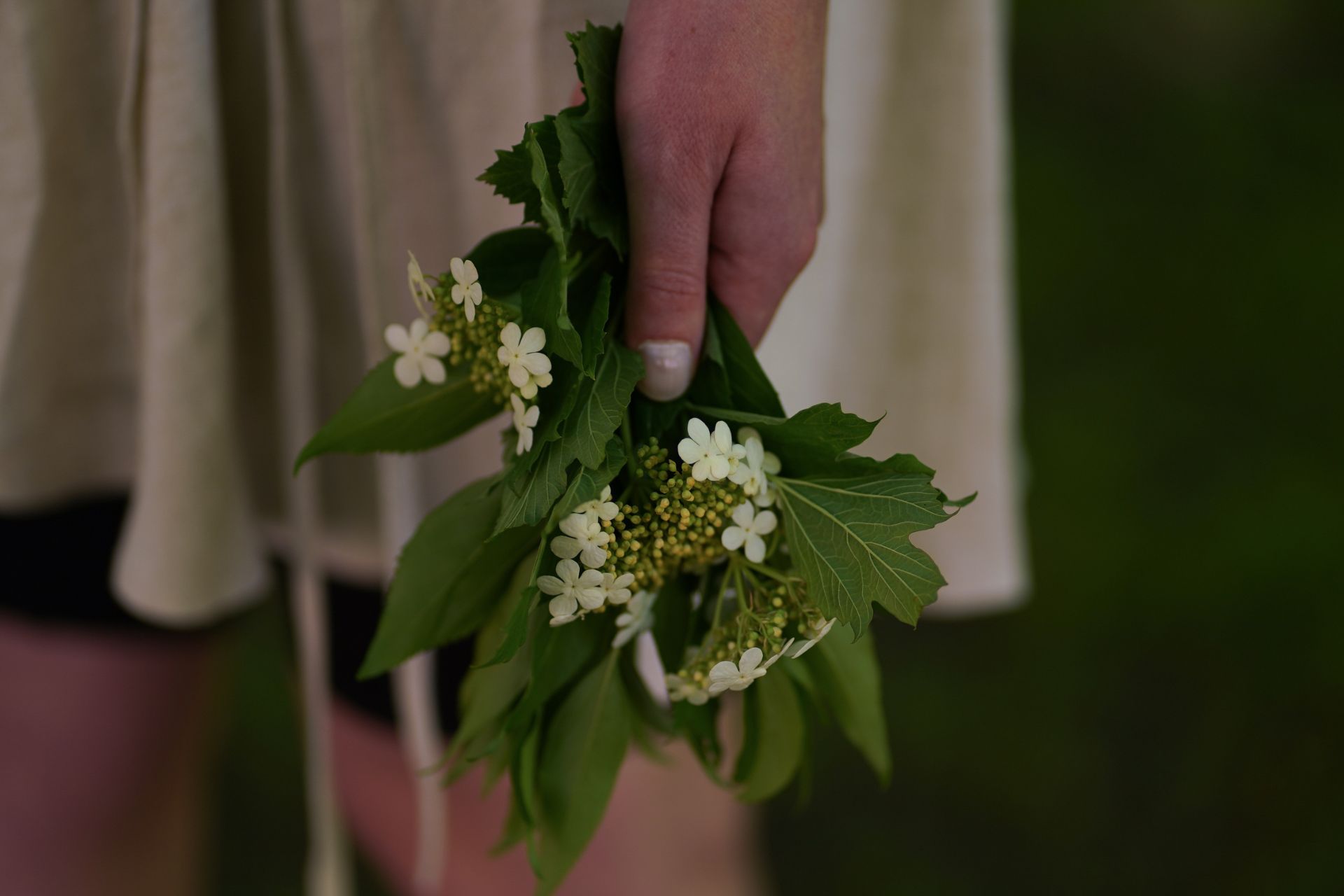 Närbild av en hand som håller en liten bukett med vita blommor och gröna blad.