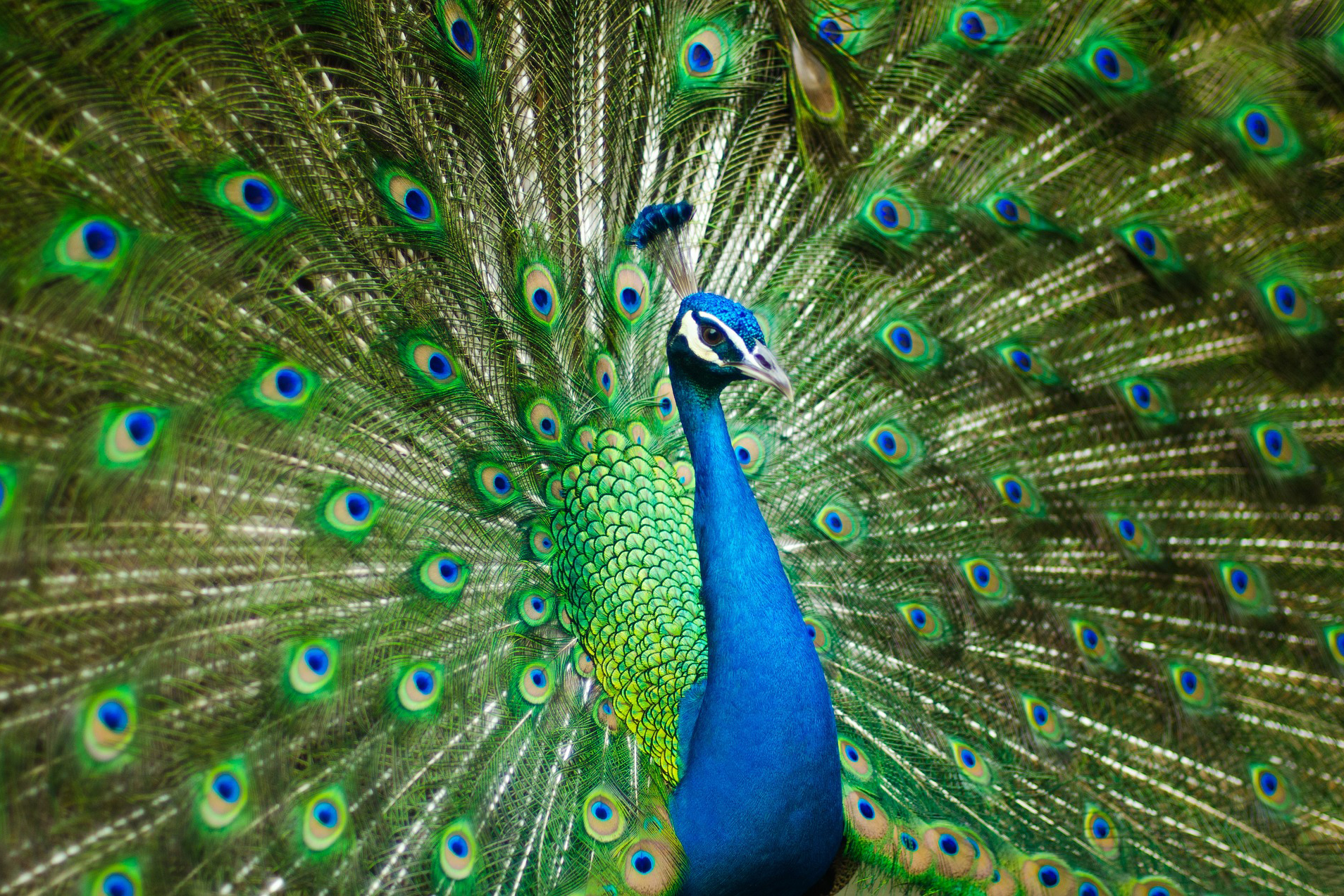 Påfågel med uppspärrade vingar i grönt och blått
