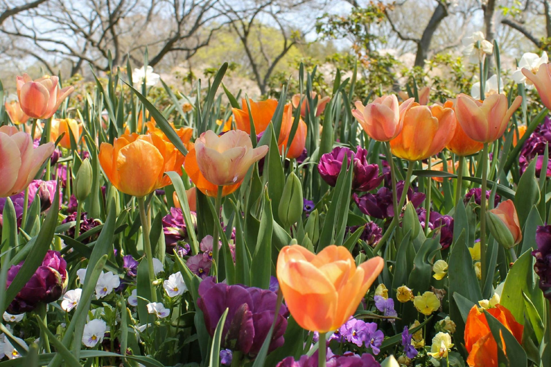 Bild av blommande tulpaner och andra vårblommor utomhus. 