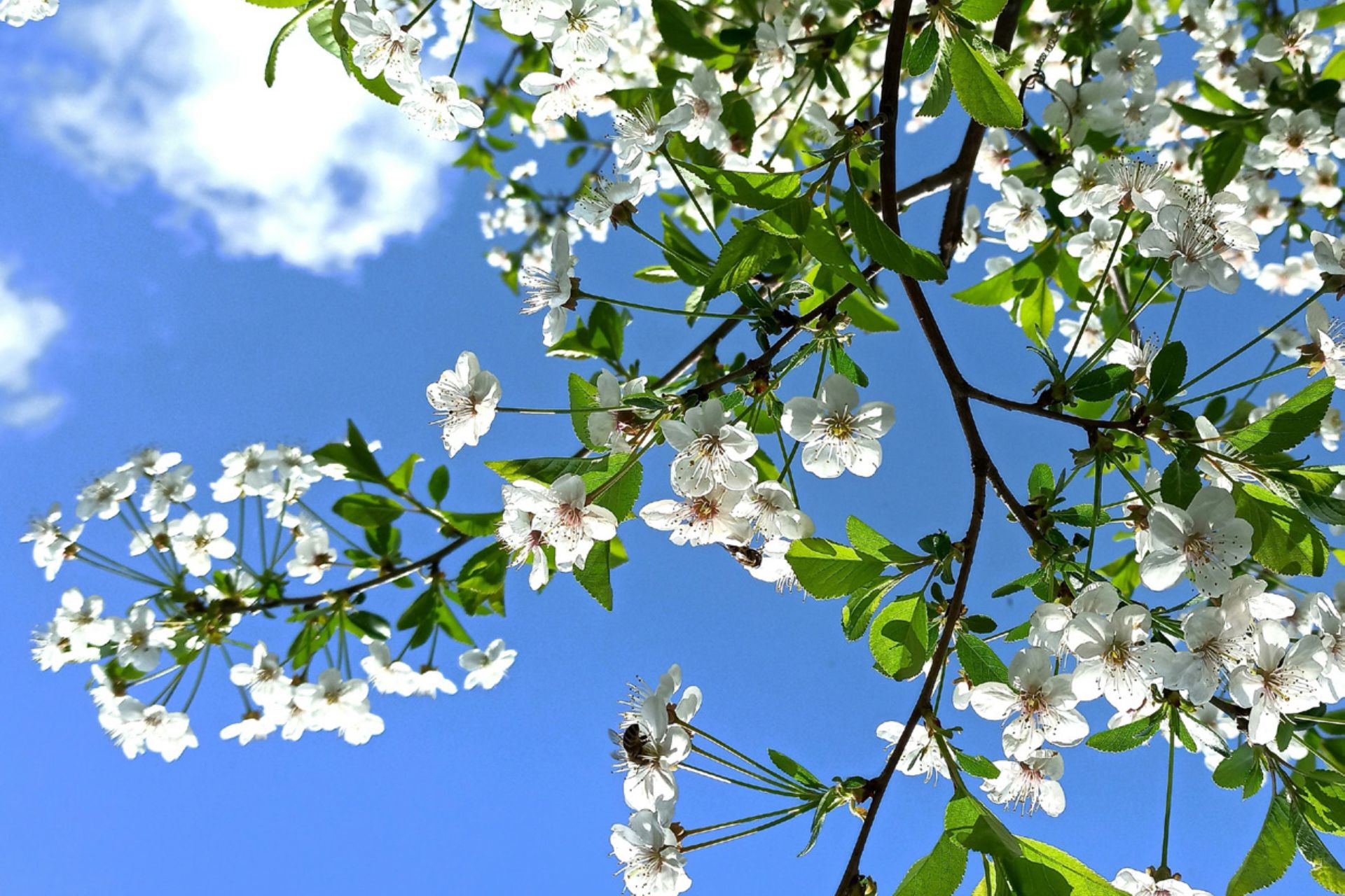 Bild av vårblommor på trädgren mot en himmel.