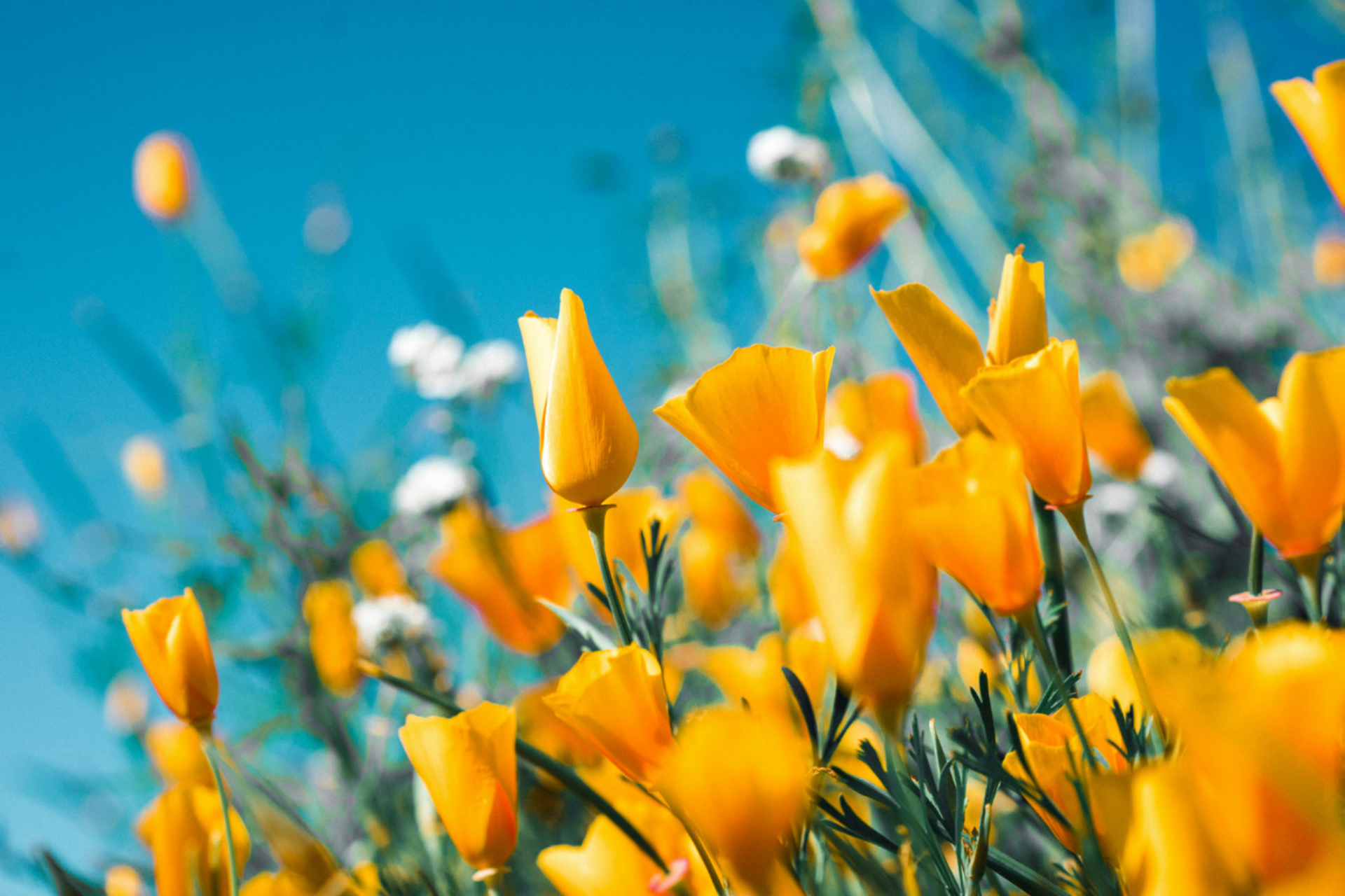 Bild av blommande gula blommor under en blå himmel.