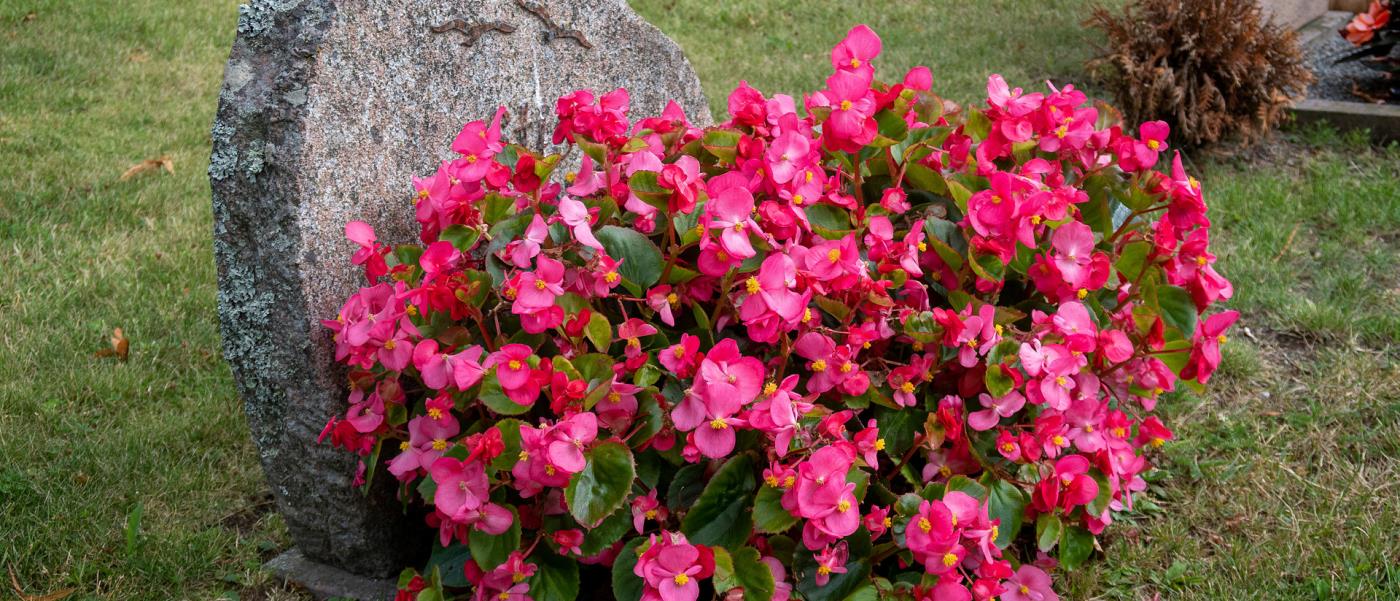 Gravsten med plantering av rosa blombuske.