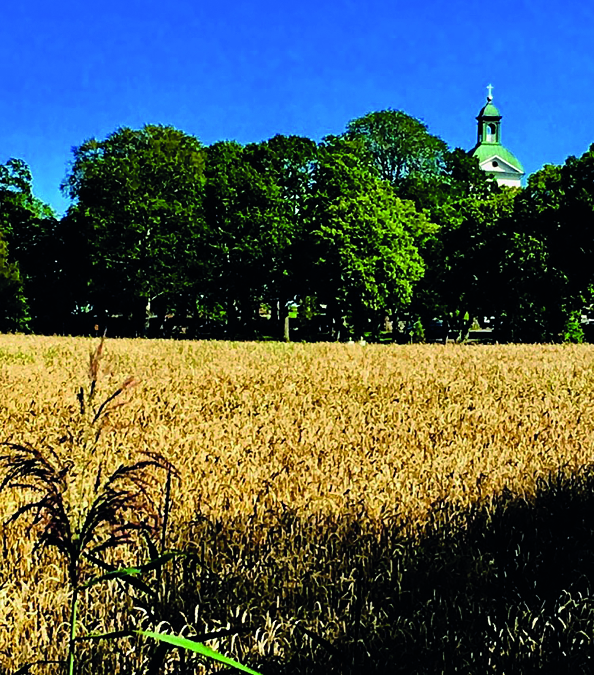 Vetefält i förgrunden och ett kyrktorn i bakgrunden