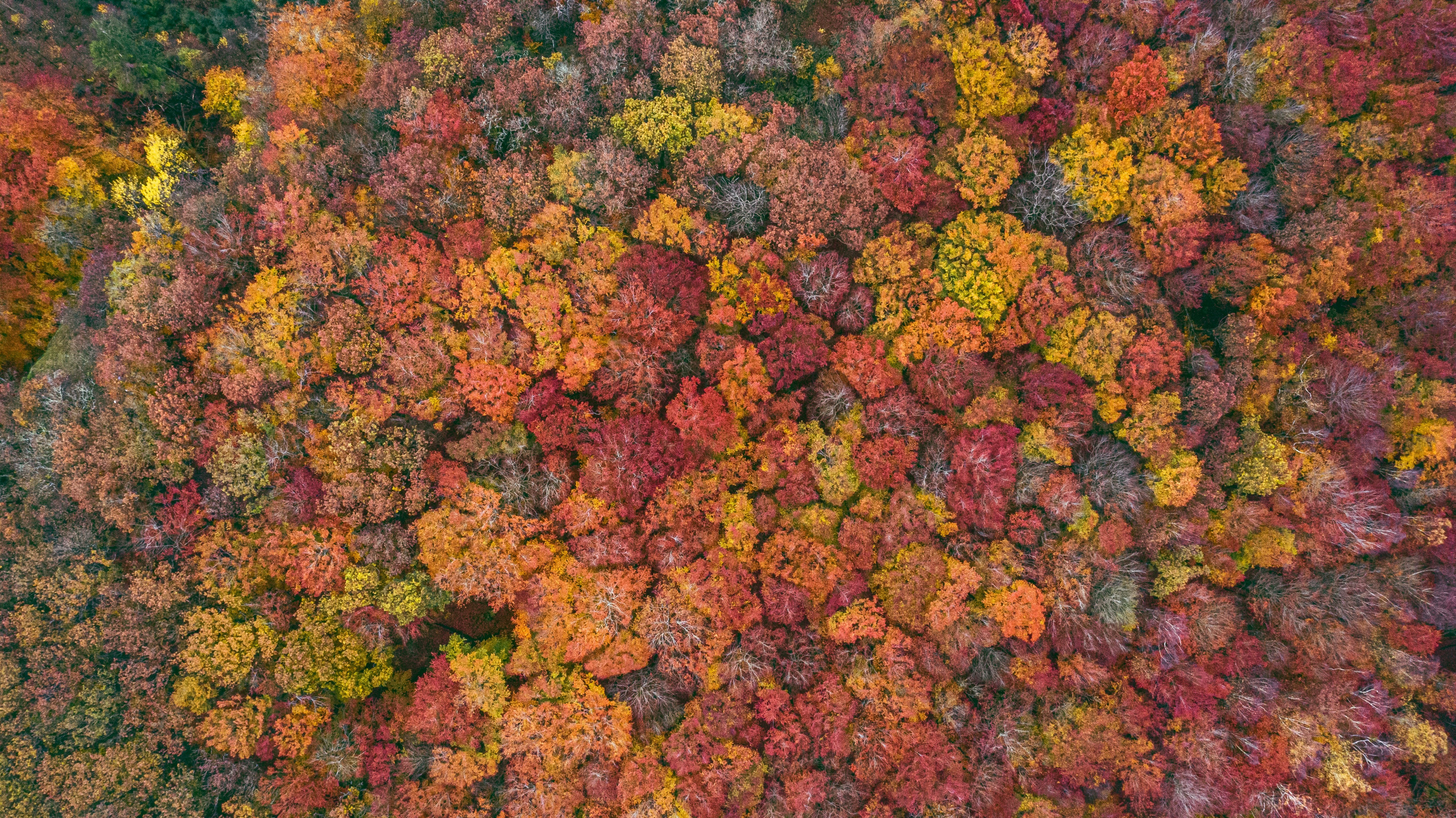 ferhat-deniz-fors-DrxMi4YzDu4-unsplash