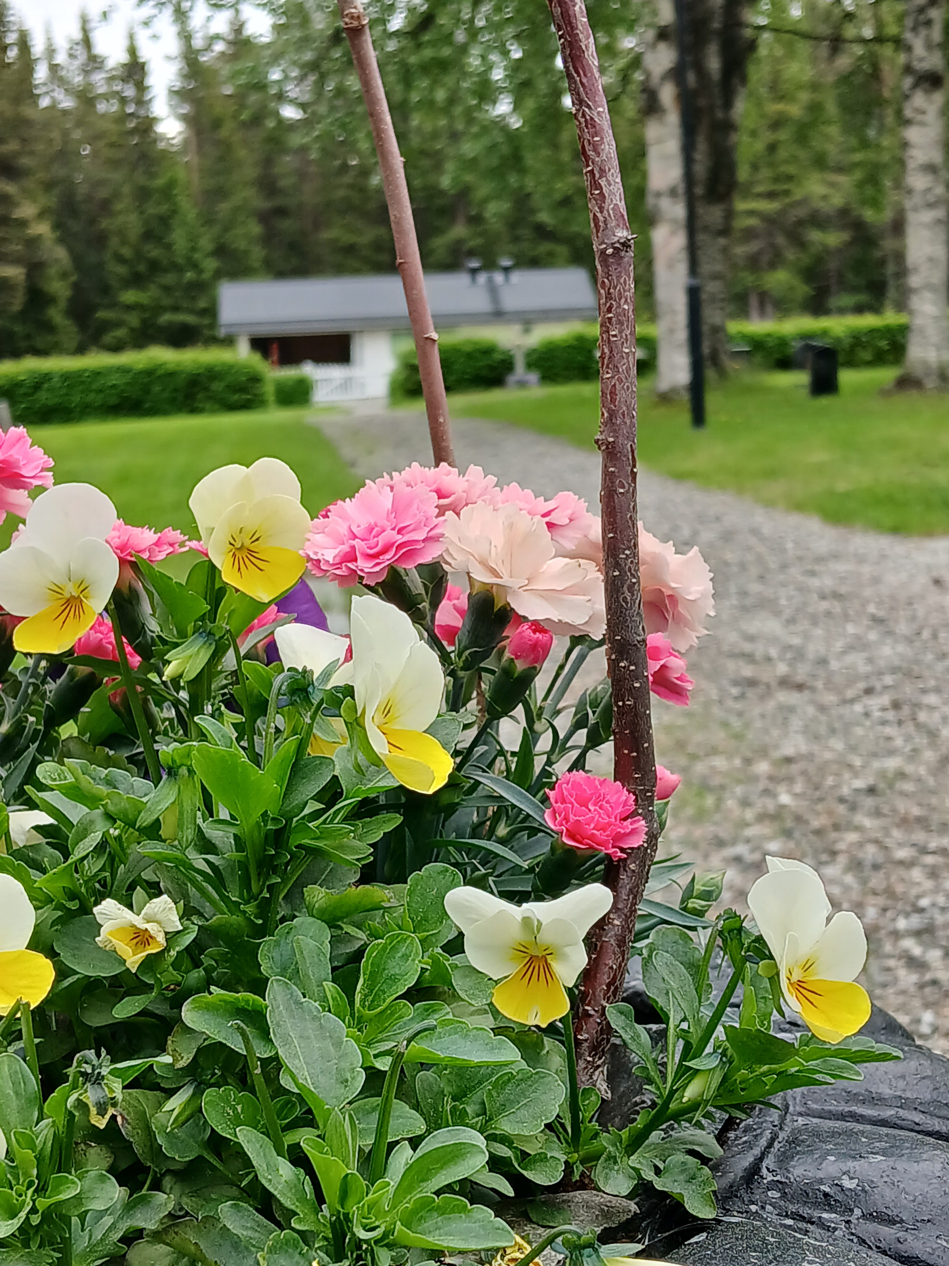 Blomplantering