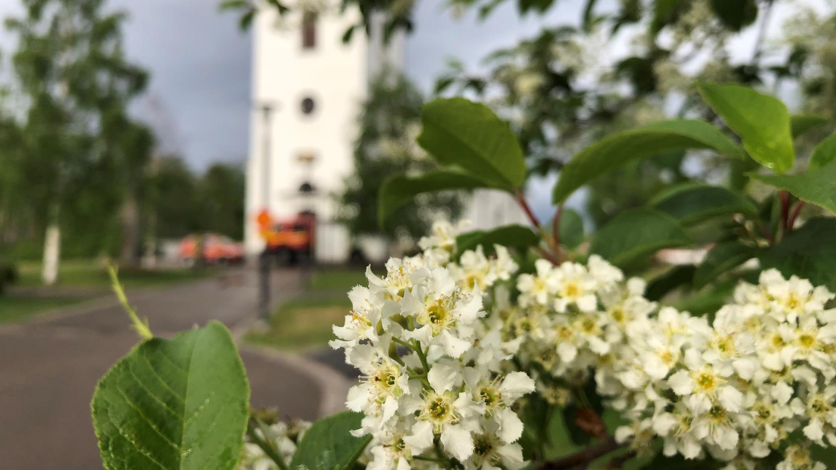 Vita blommor som blommar framför en kyrka.