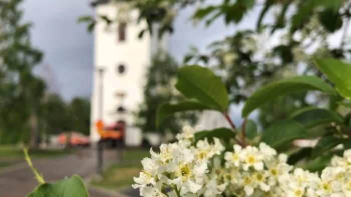 Vita blommor som blommar framför en kyrka.