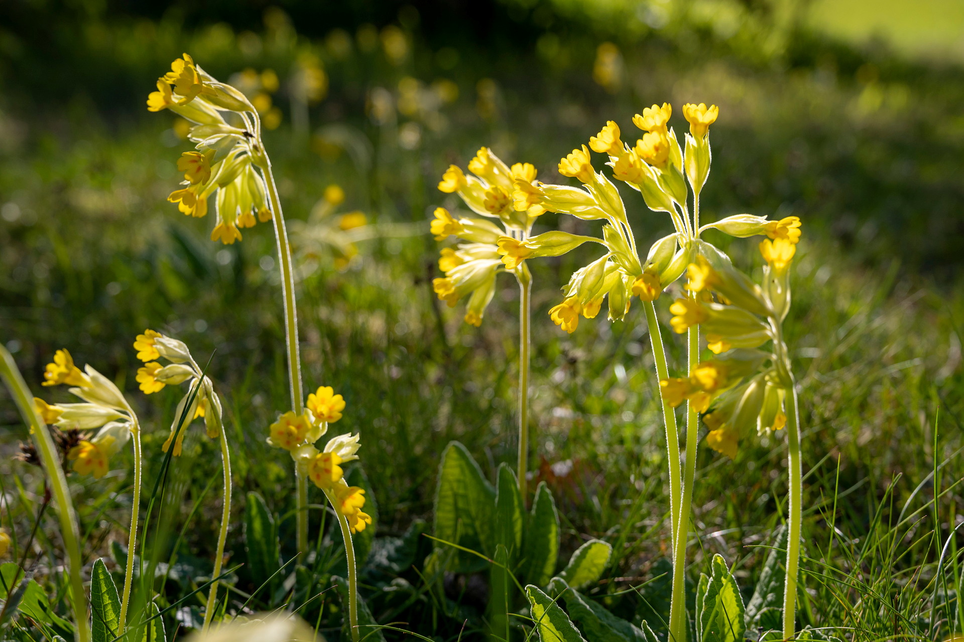Bild på gullvivor på en grön äng.