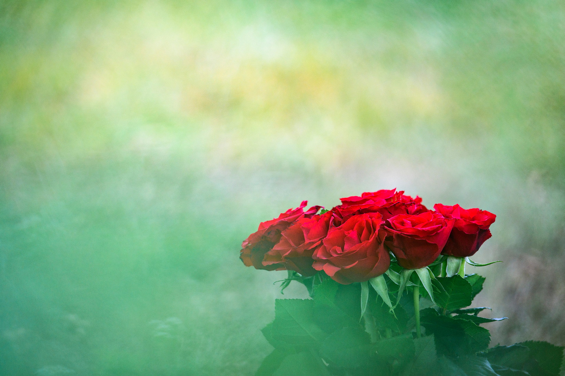 Röda rosor med grönt gräs