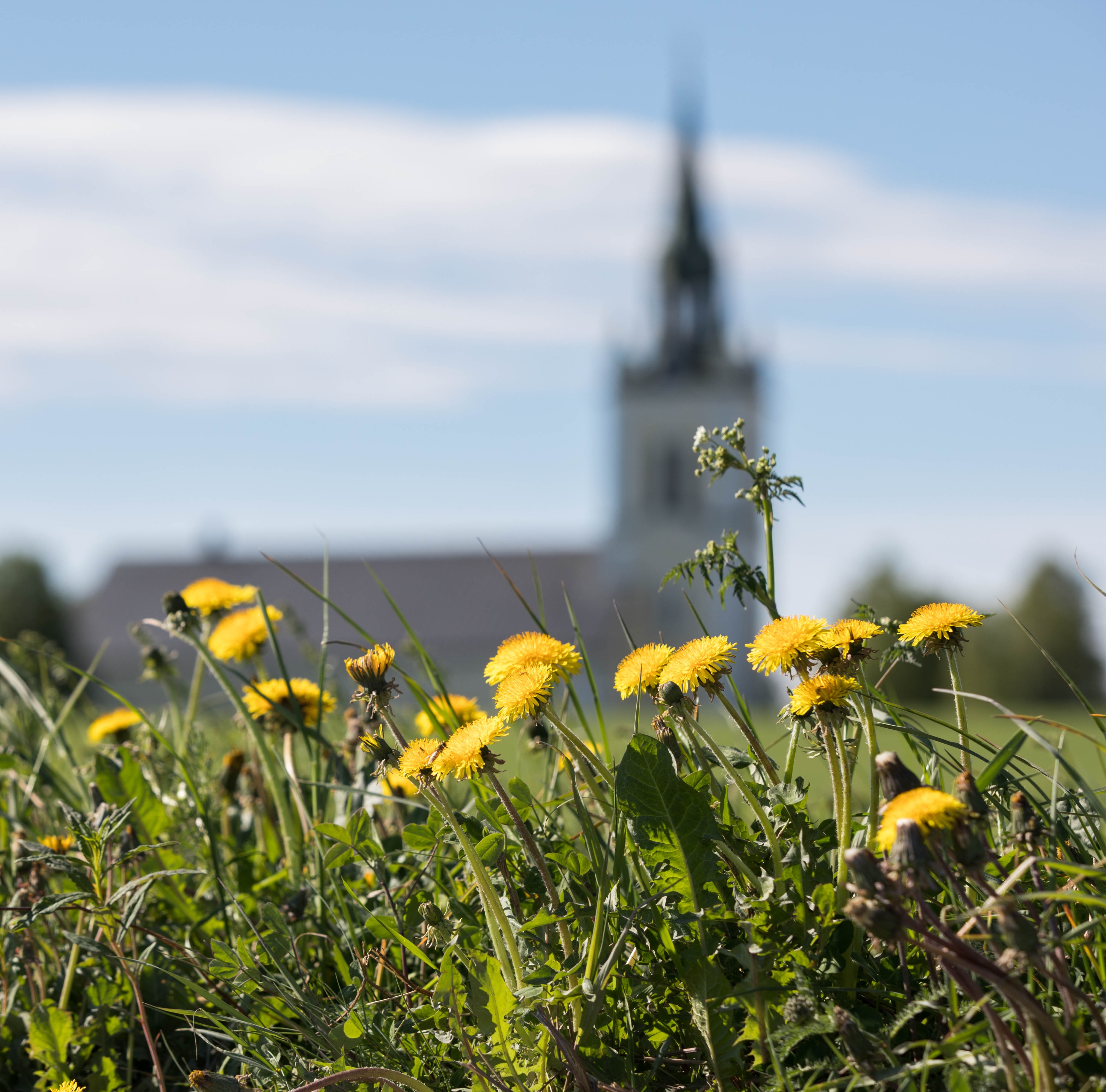 Kyrka, tussilago, vår, sommar, sol