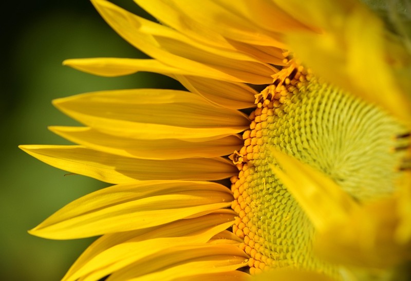 Sommarblommor