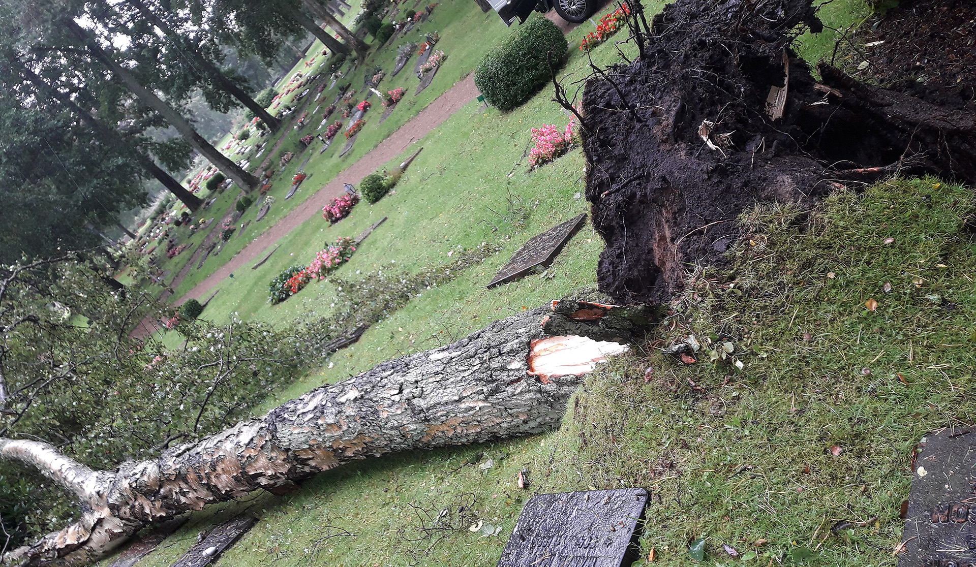 nedfallet träd, skogskyrkogården, storm, regn