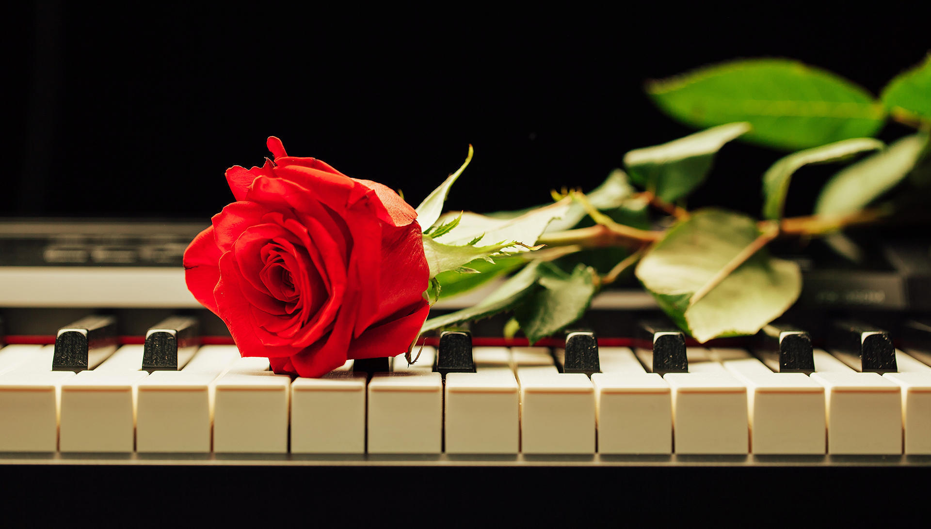 Röd ros, piano, tangenter