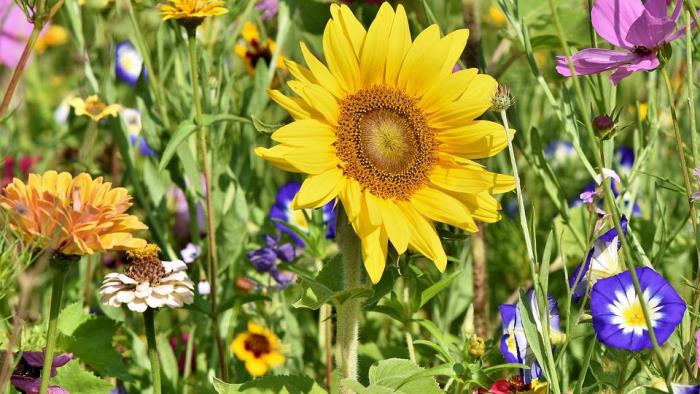 Äng med färgglada sommarblommor