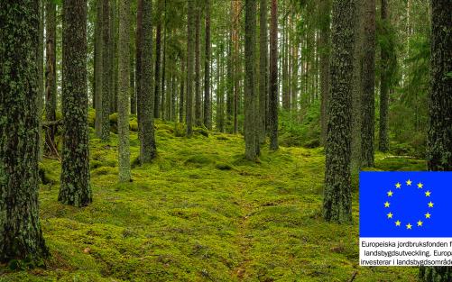 Skog, EU-logga, naturvård