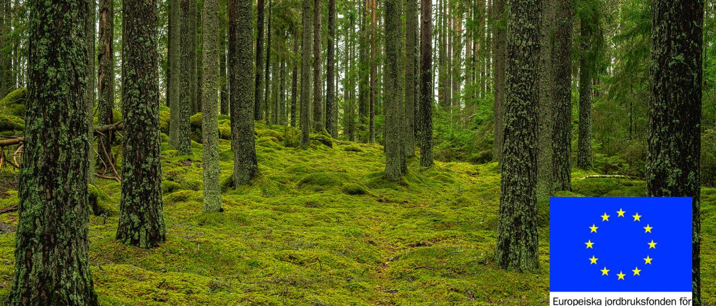 Skog, EU-logga, naturvård