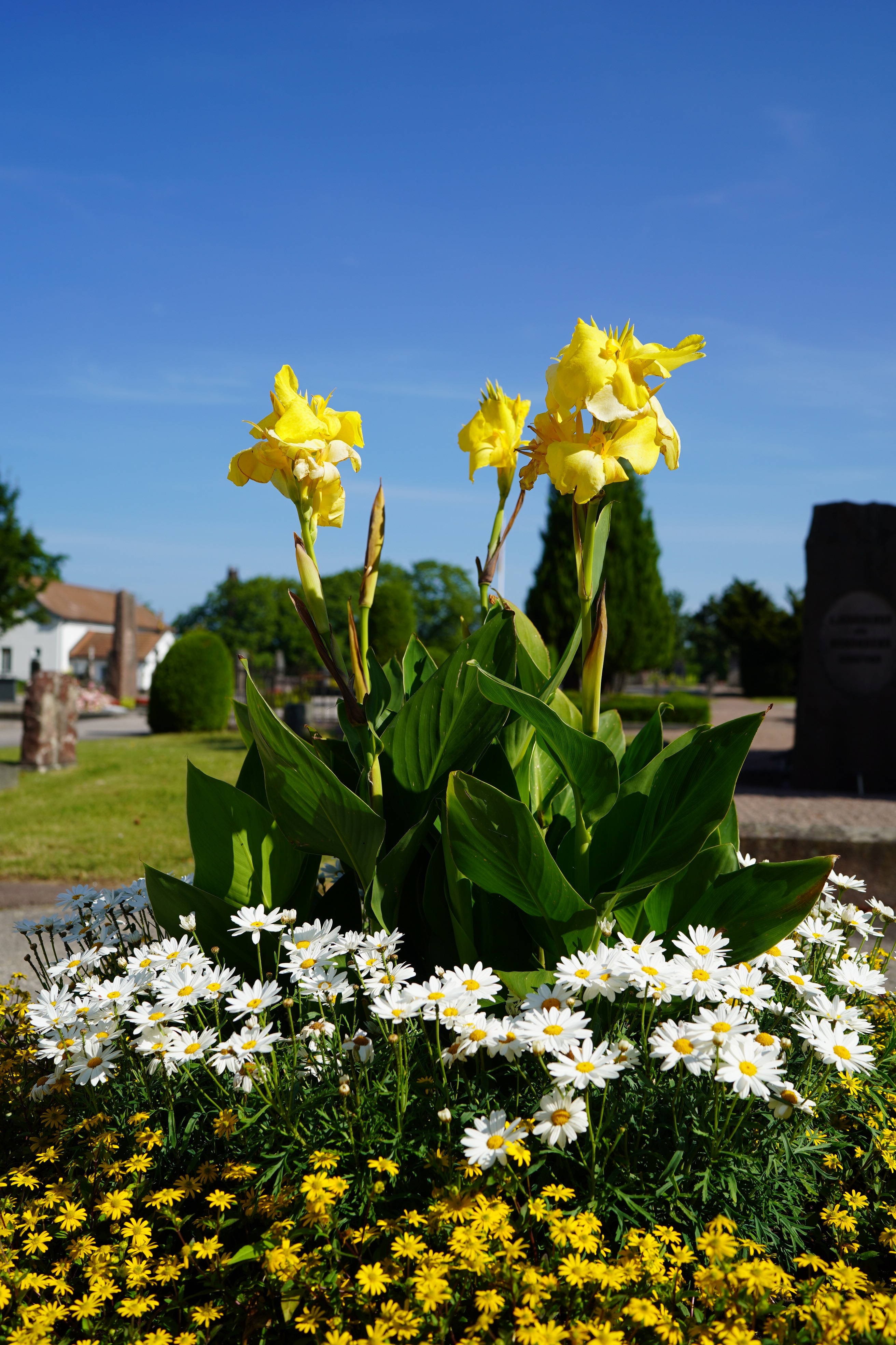Blommor