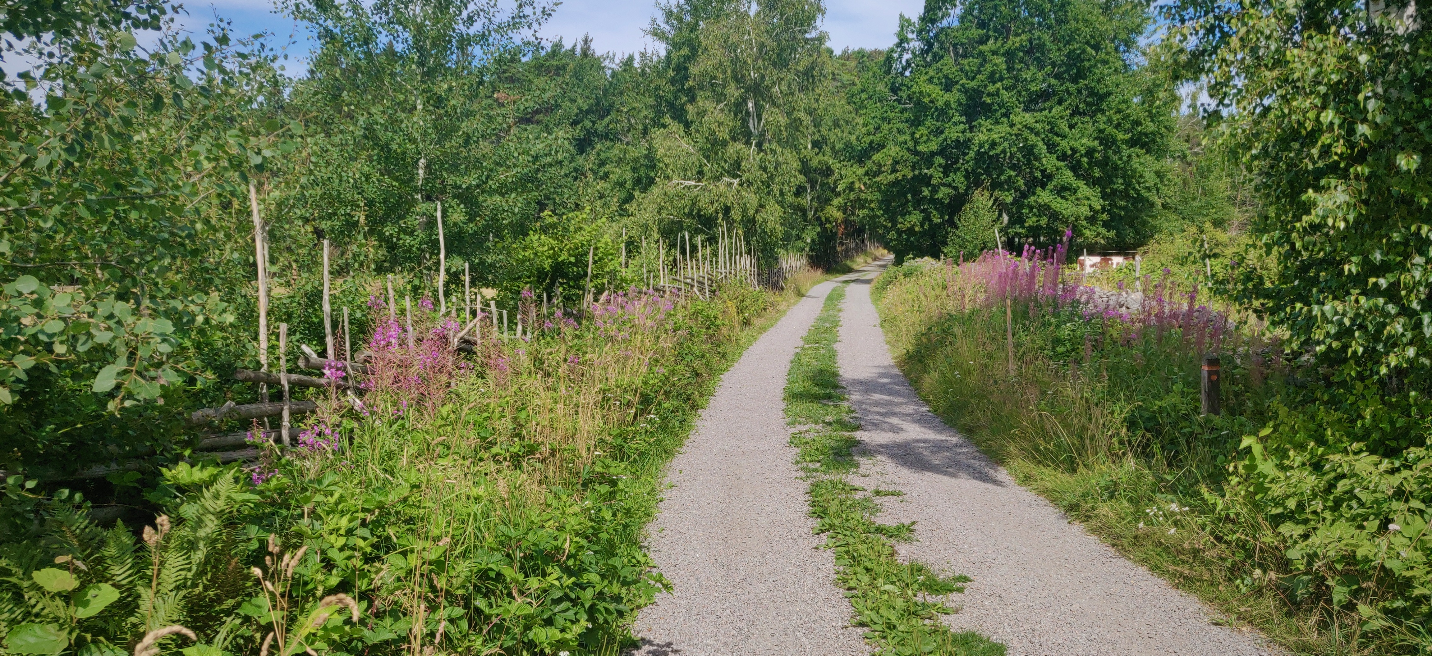 En grusväg med vilda blommor som växer på båda sidor