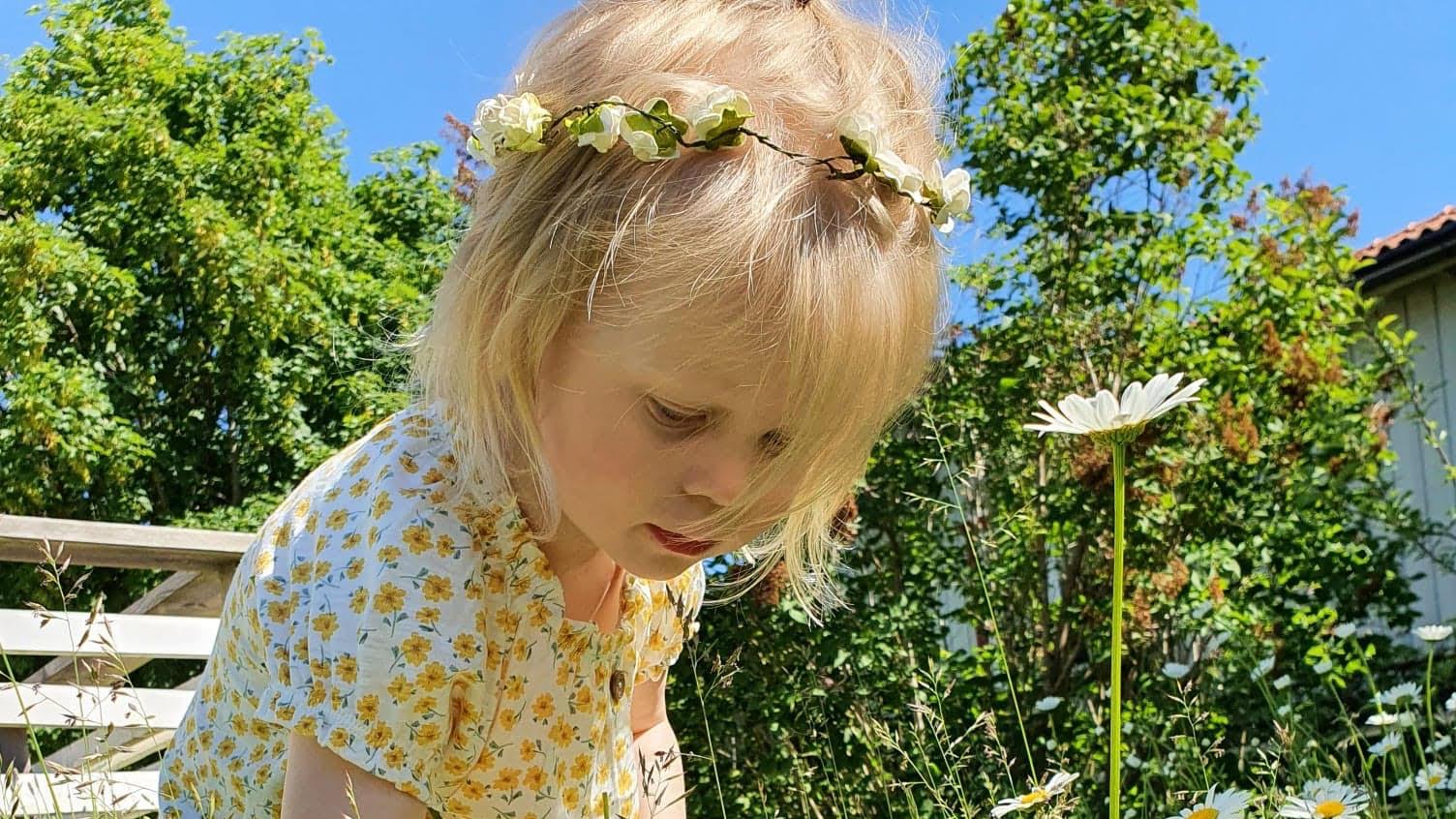 En liten flicka plockar prästkragar en solig sommardag