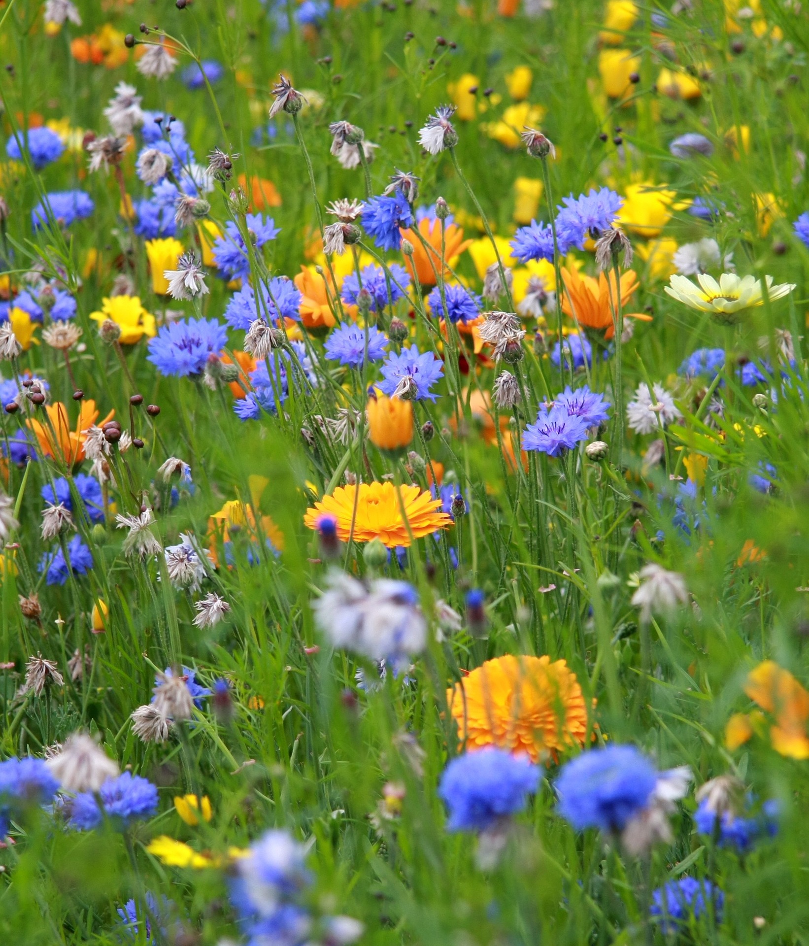 En grönskande äng fylld med blommor i gult och blått