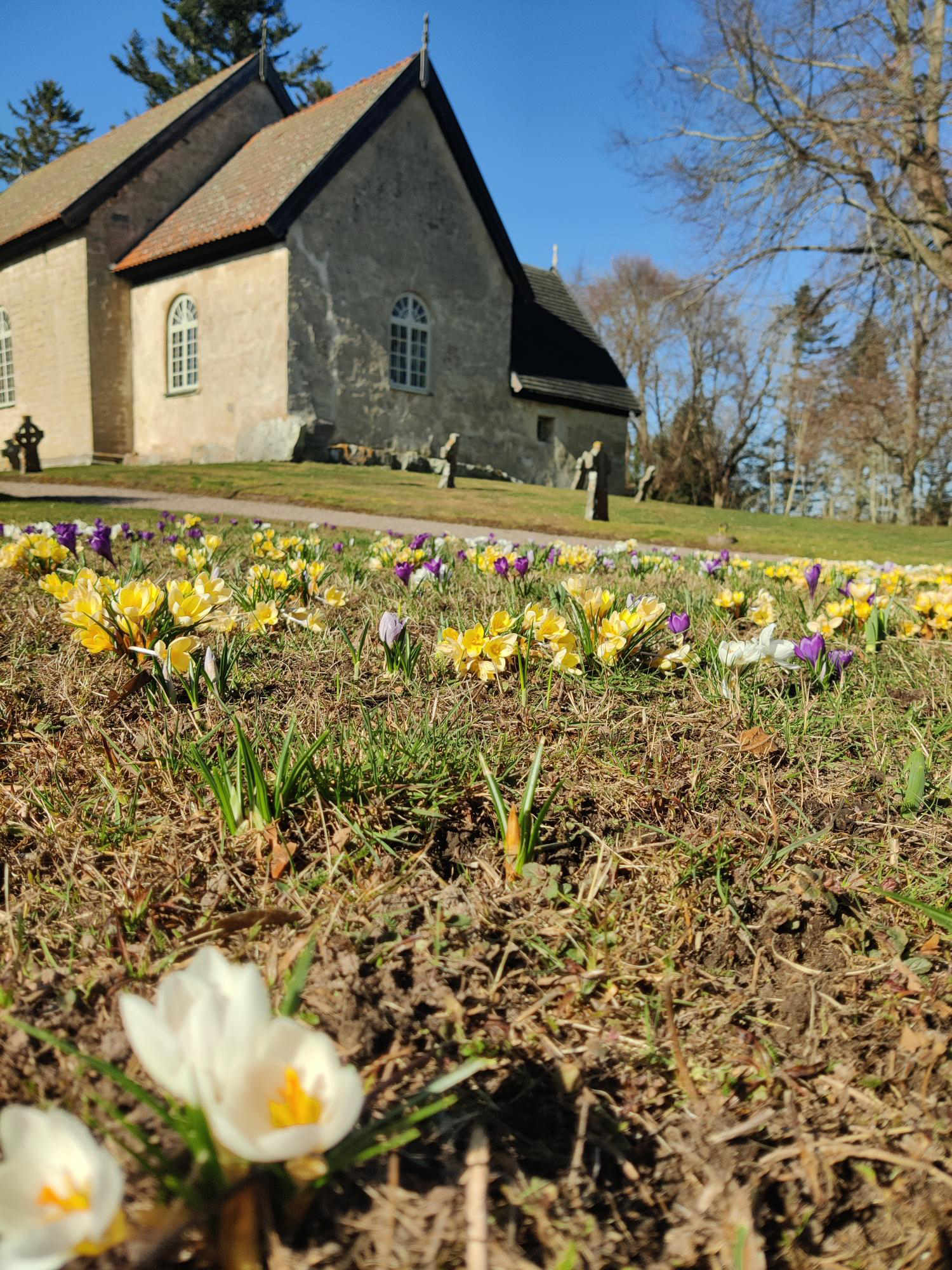 Vårblommor vid Skalunda kyrka
