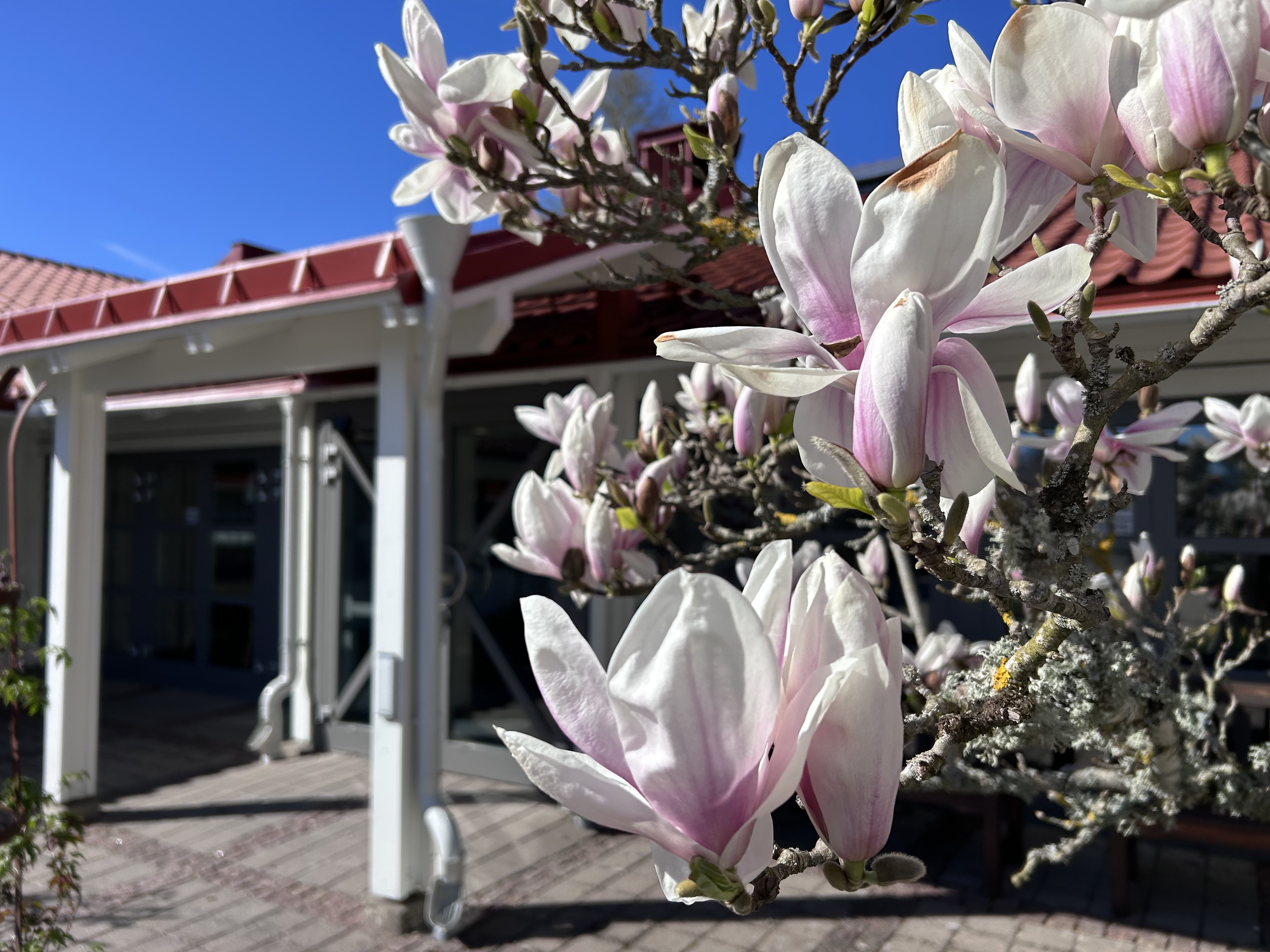 Magnolia i full blom utanför Kyrkans gård-Lockörn