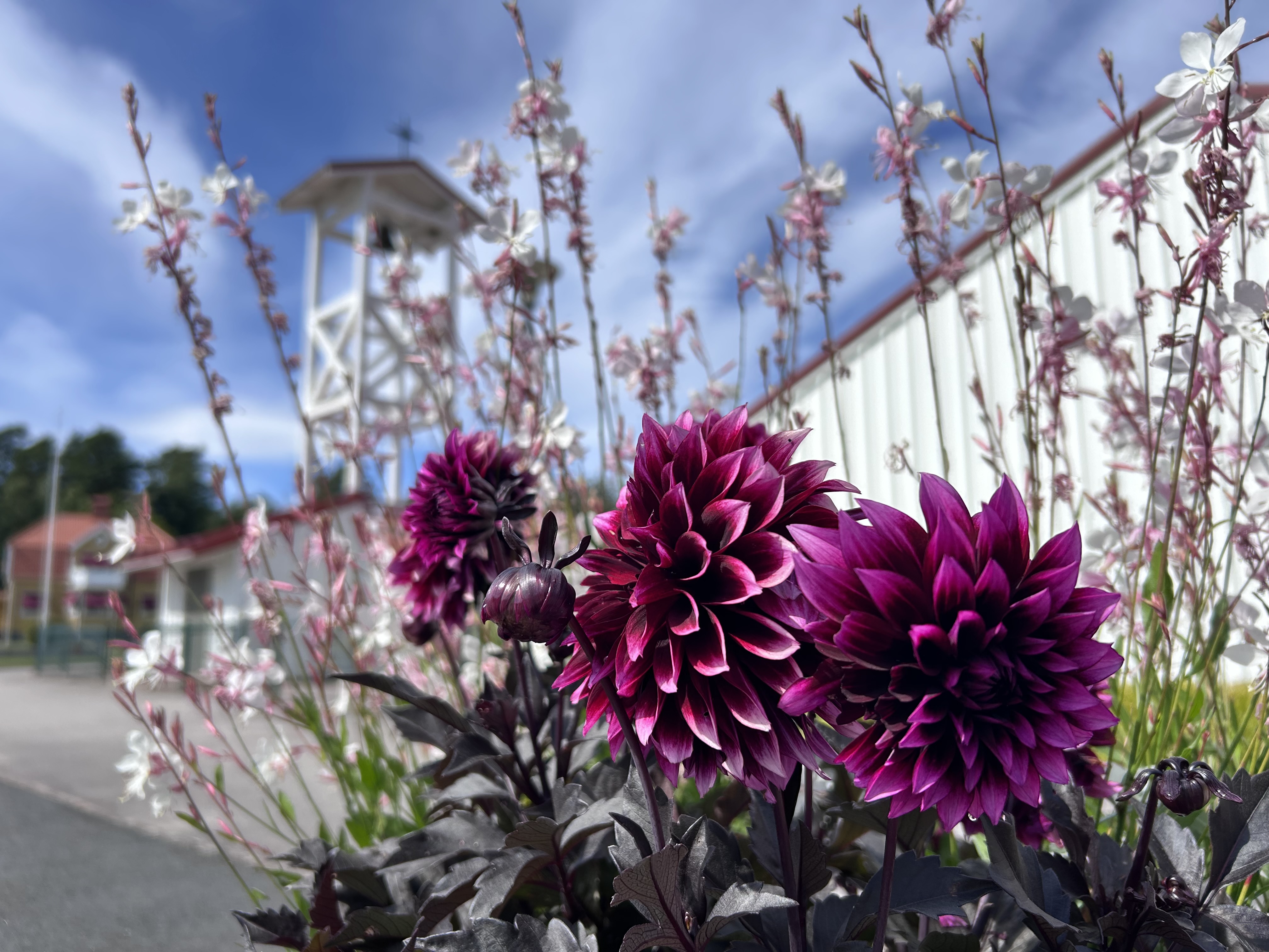 Kyrkans gård-Lockörns klockstapel med dahlior framför