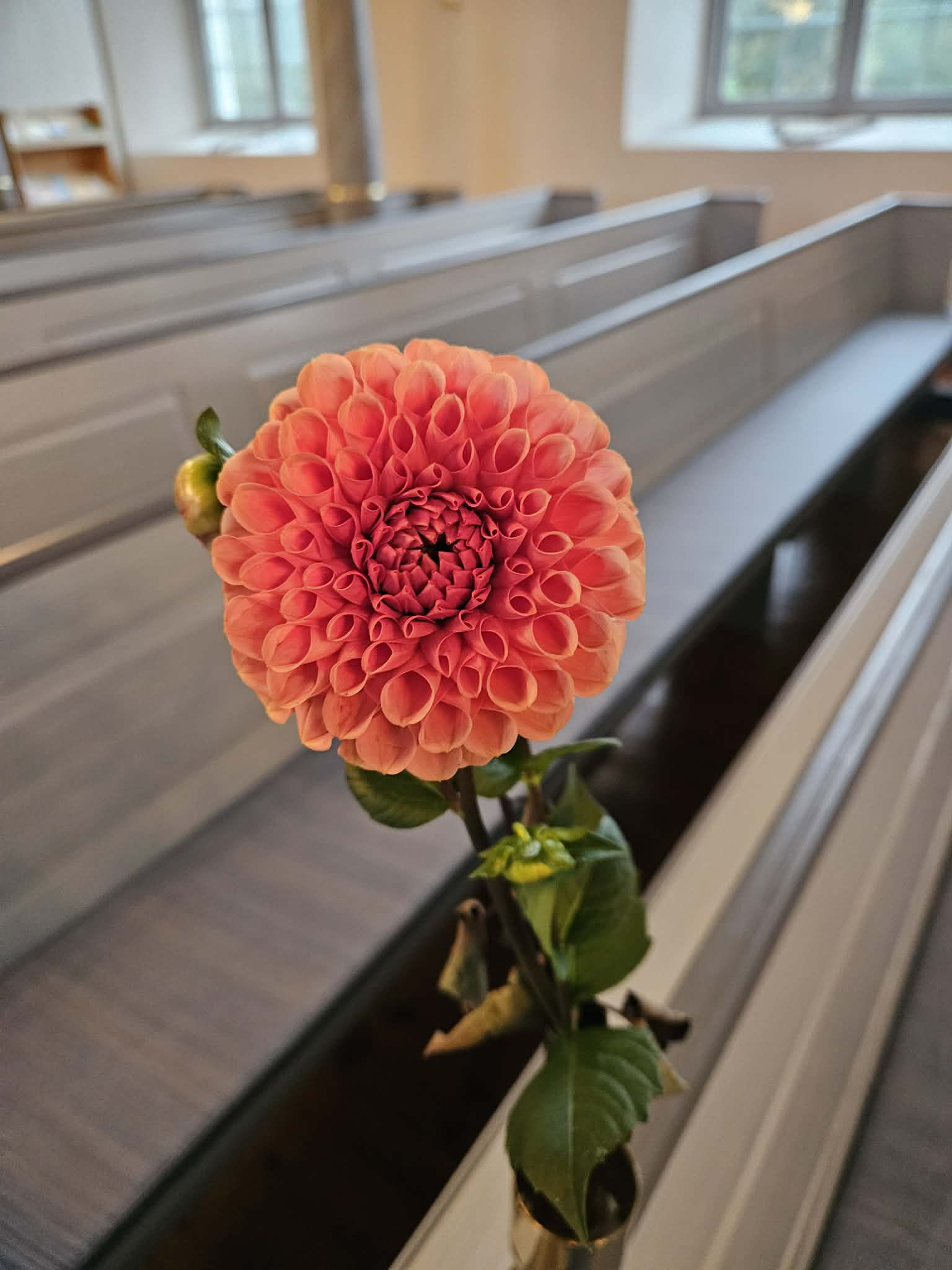 Blomma på tacksägelsedagen i Bolmsö kyrka