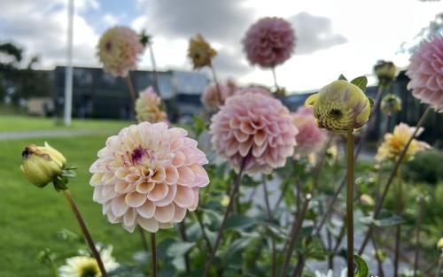 Altarblommor i pallkrage