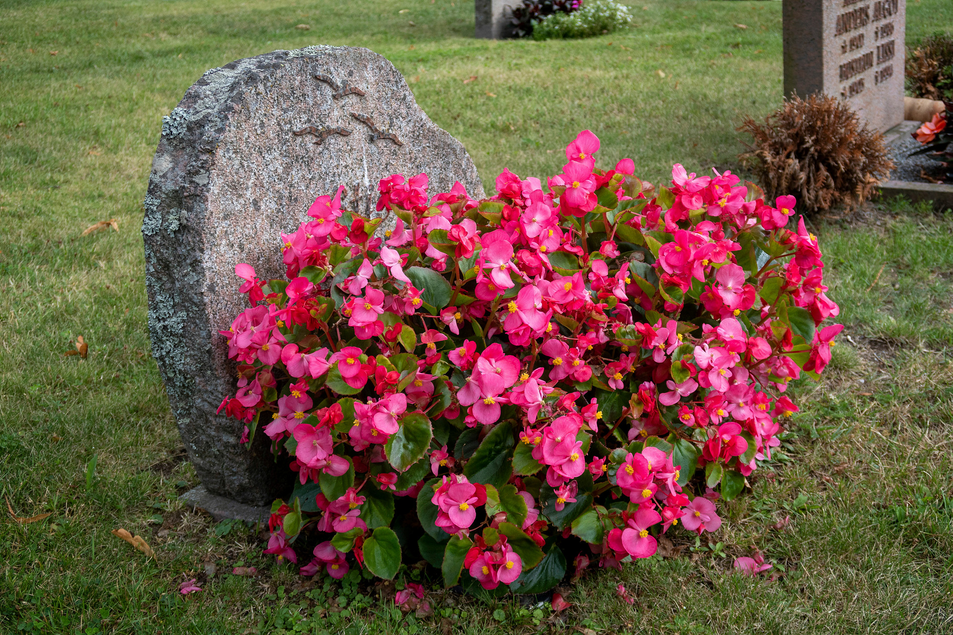 Rosa blommor vid gravsten.