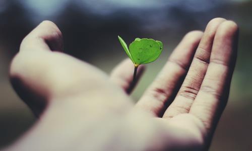 Hand som håller en grön liten planta