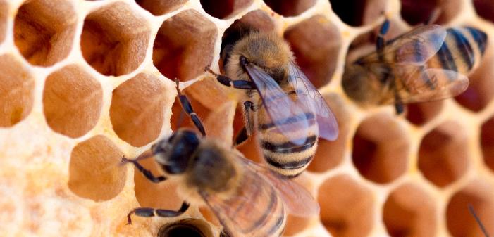 Ta chansen att vinna 1 kg närodlad honung genom att formge etiketten till vår Prästgårdshonung. Skicka in ditt bidrag senast den 18 juni.