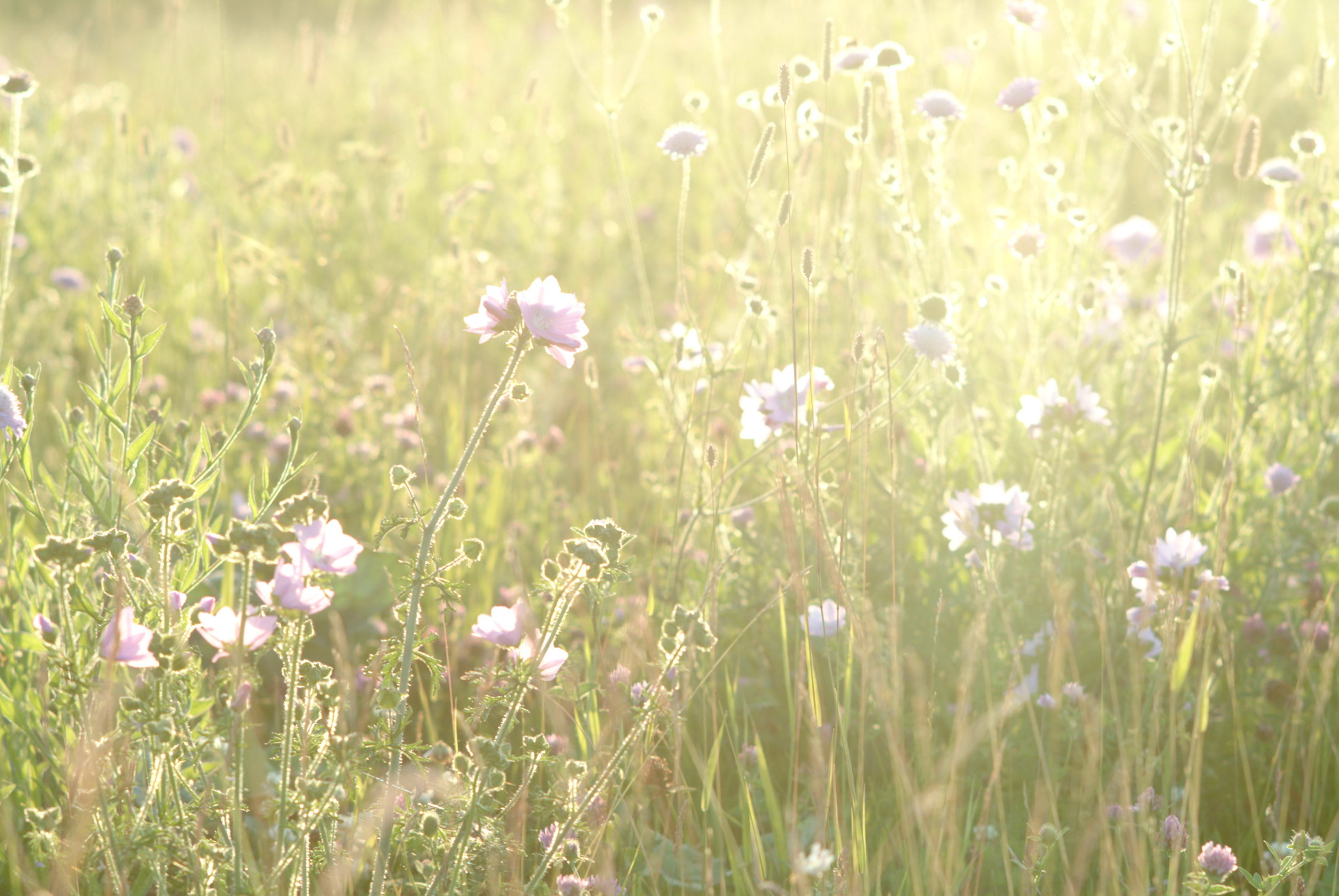 sommar musik blommor