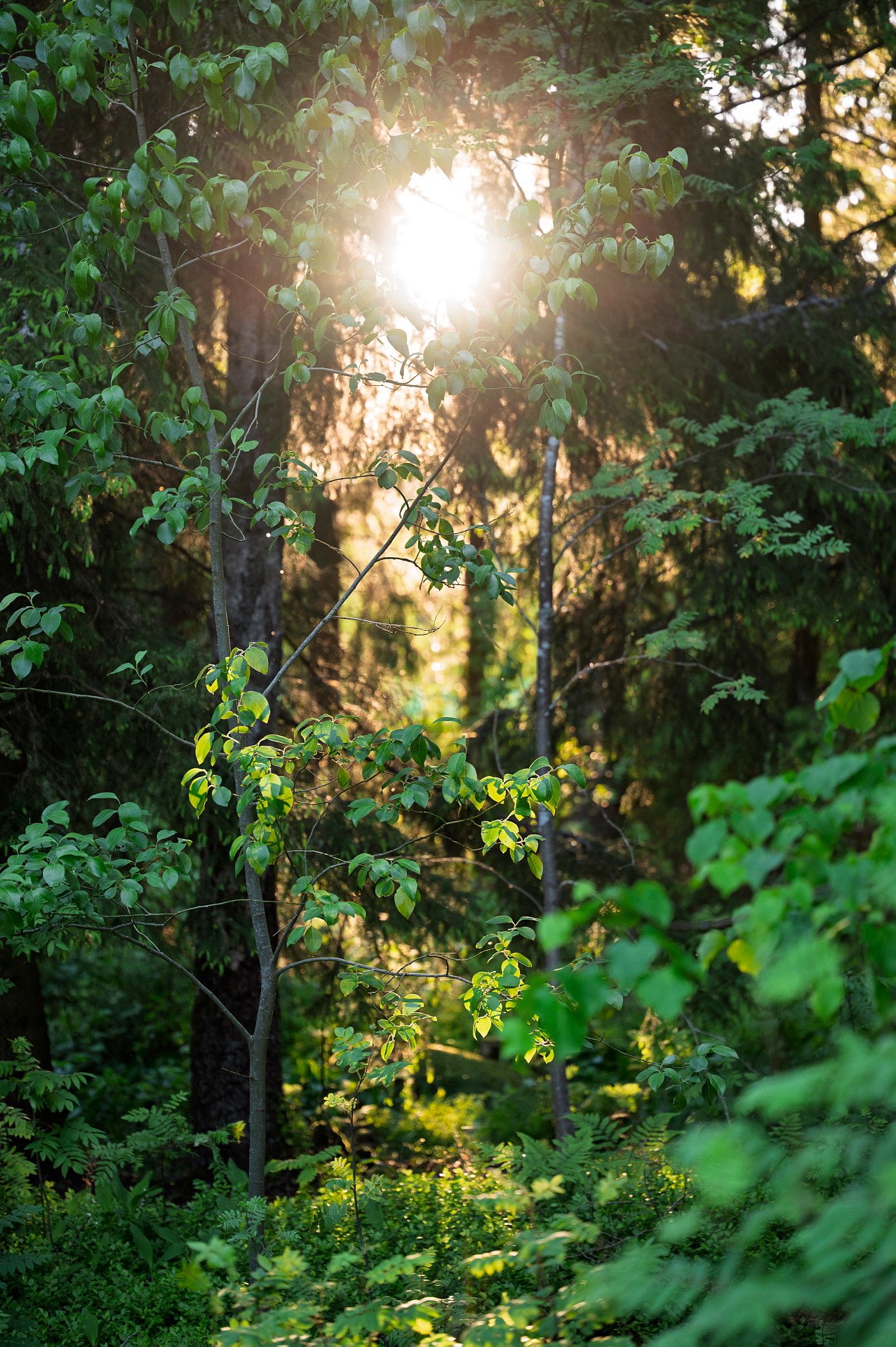 sol mellan träd