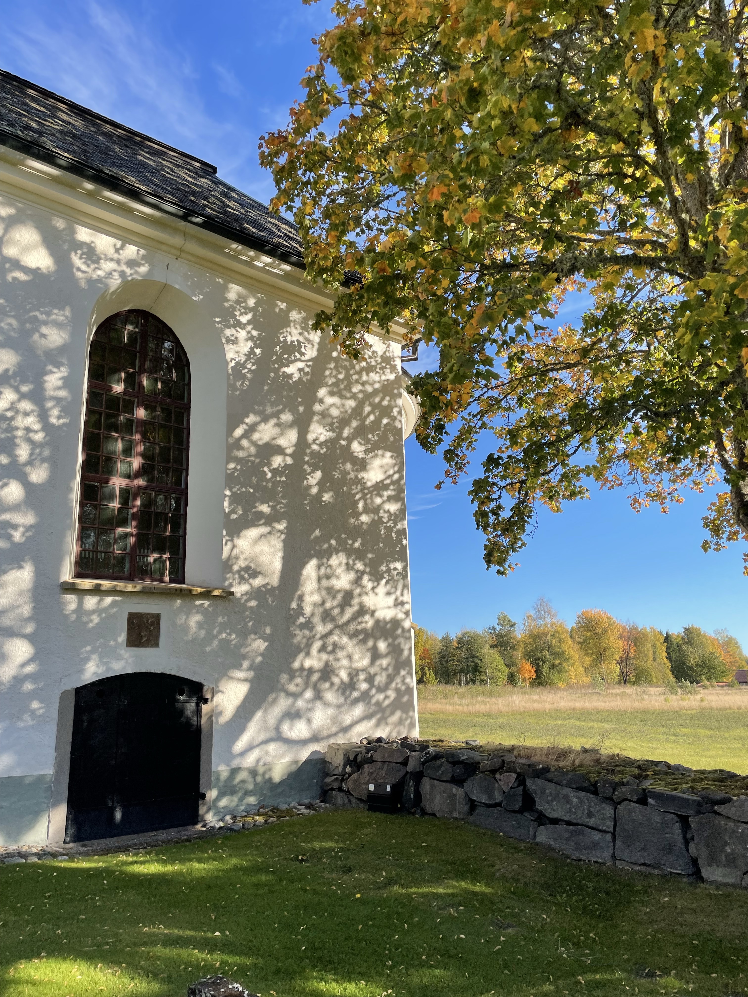 skugga träd