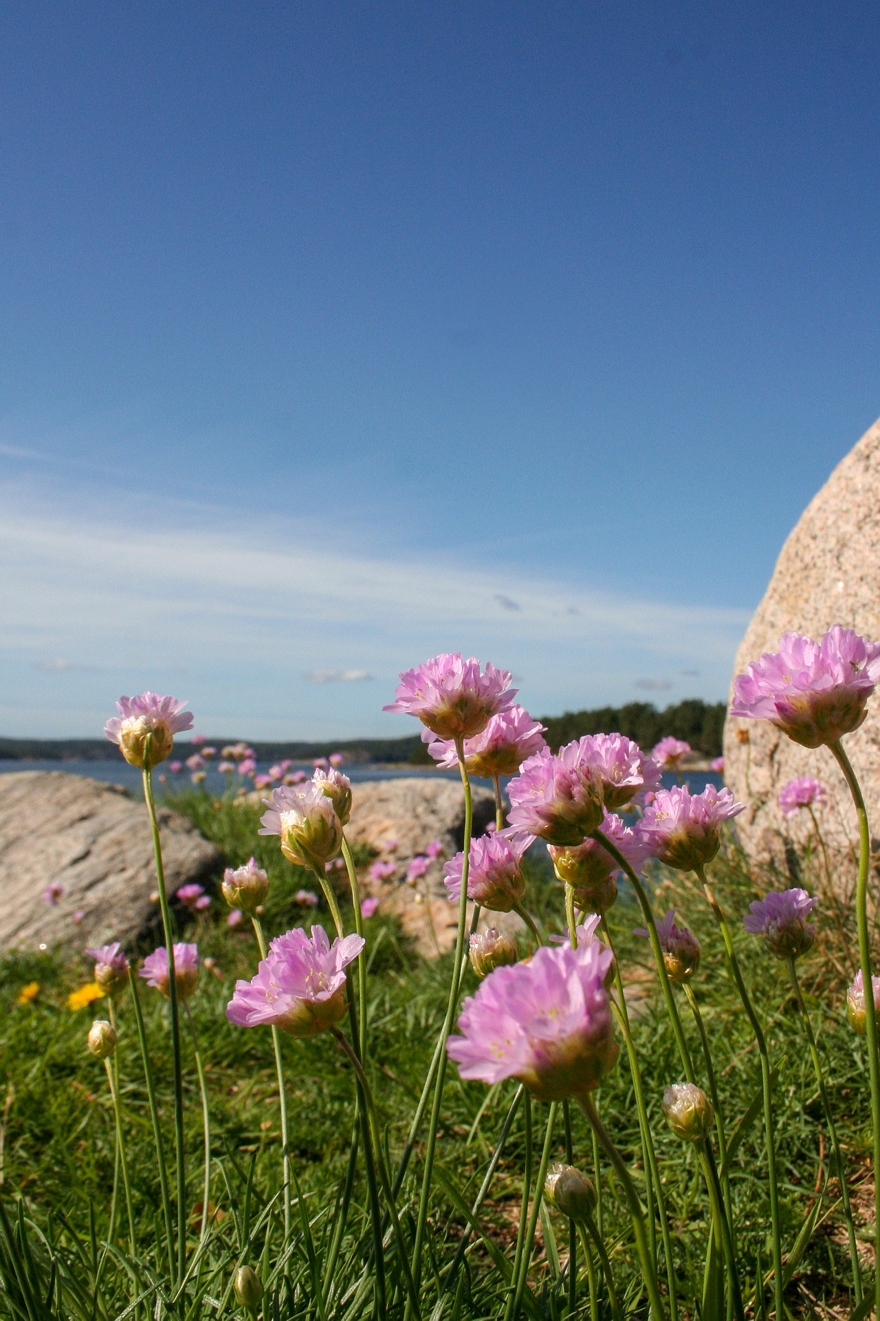 Rosa strandtrift blommar på en karg skärgårdsklippa.