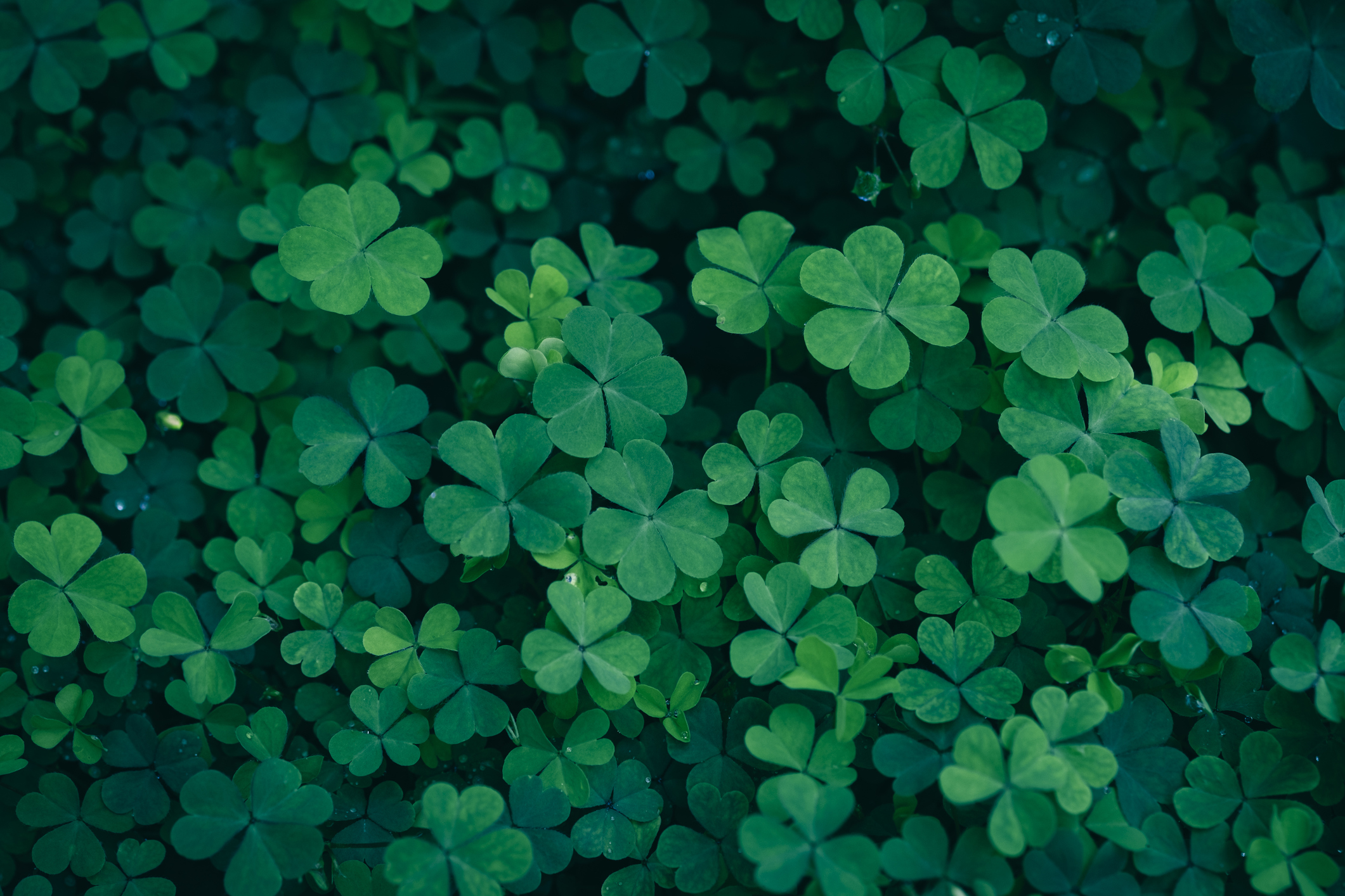 En stor mängd gröna treklöverblad.