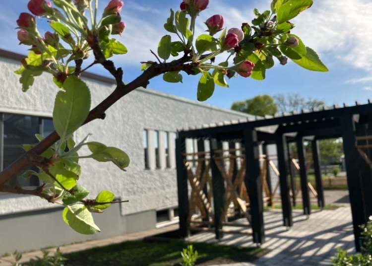 Näsets kyrkas uterum, i förgrunden en kvist från ett blommande fruktträd.