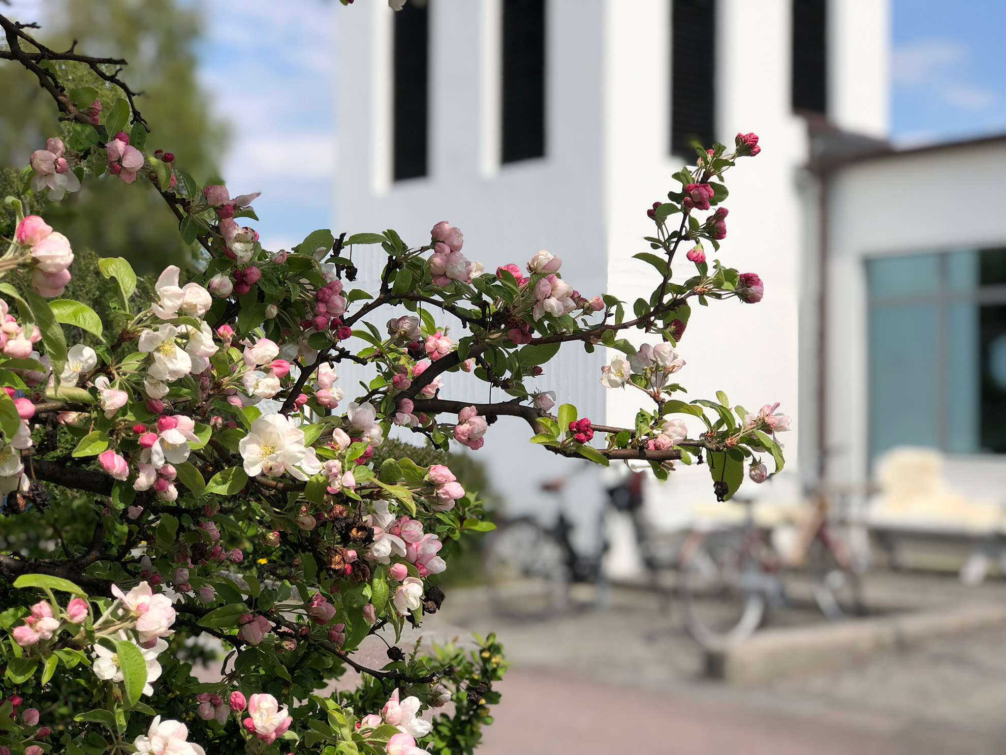 Äppleblommor i förgrunden, i bakgrunden syns Näsets kyrkans vita klocktorn. 
