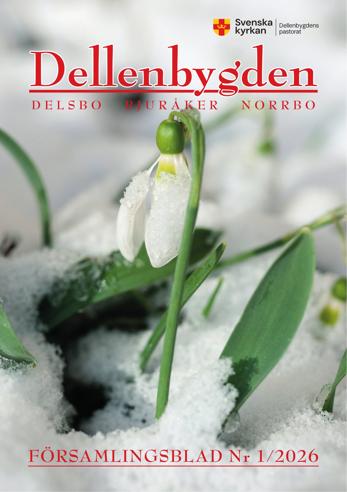 Framsidan av församlingsblad. Blomma på väg upp ur snön