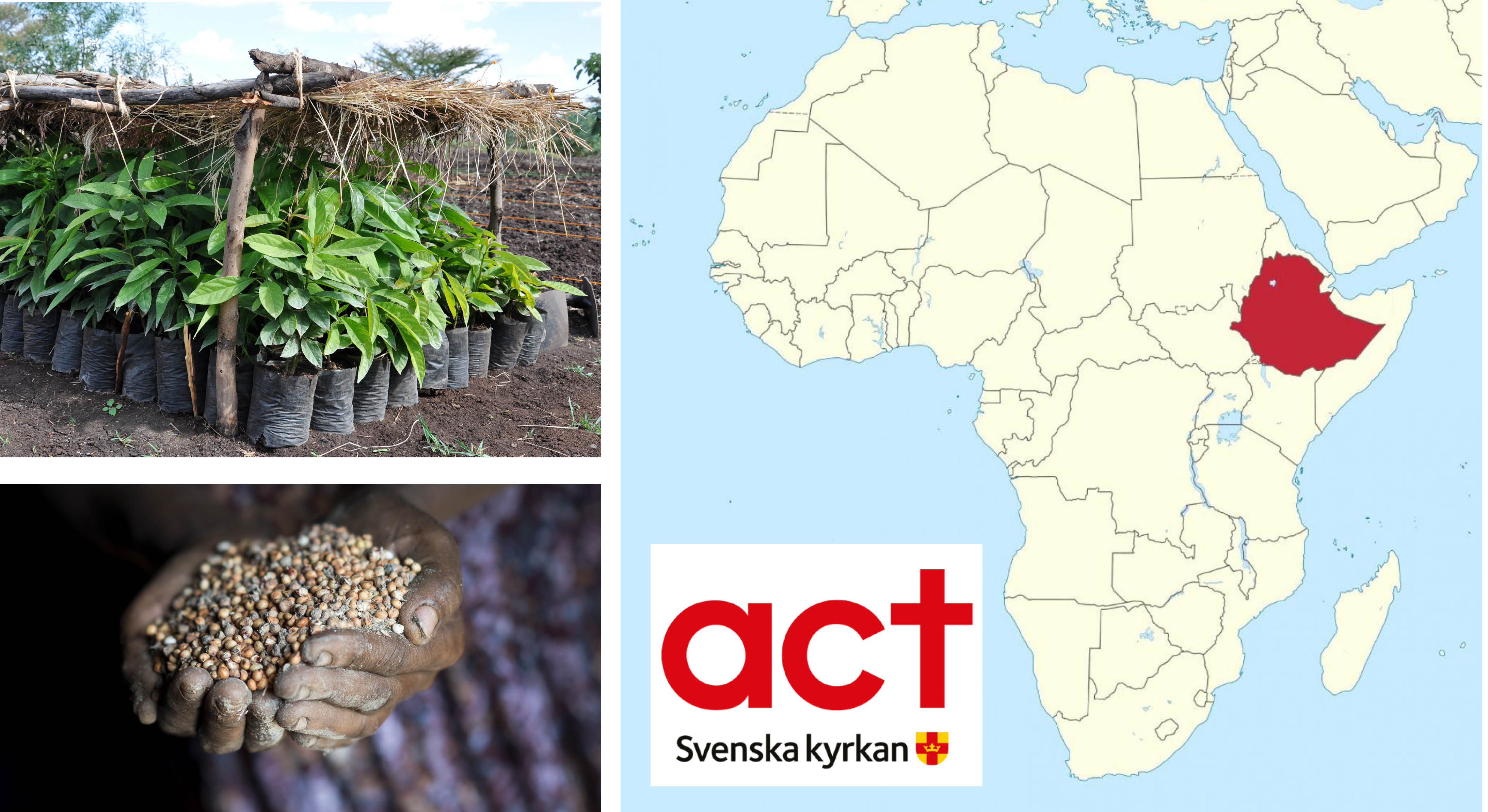 Bild med tre bilder: Gröna växter i krukor, två händer med någon sorts frön, samt en karta med Etiopien märkt med röd färg. 