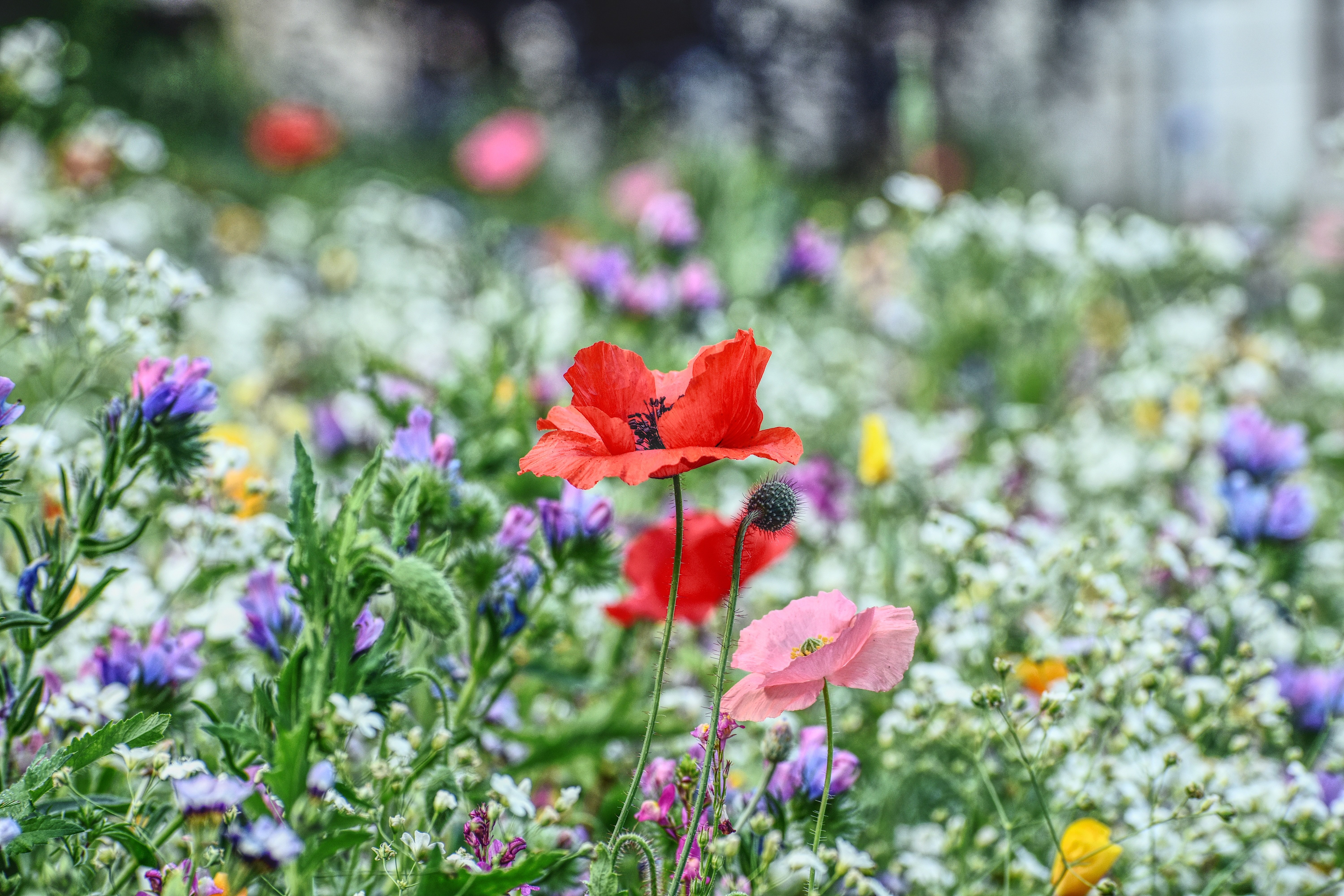 Sommarblomster