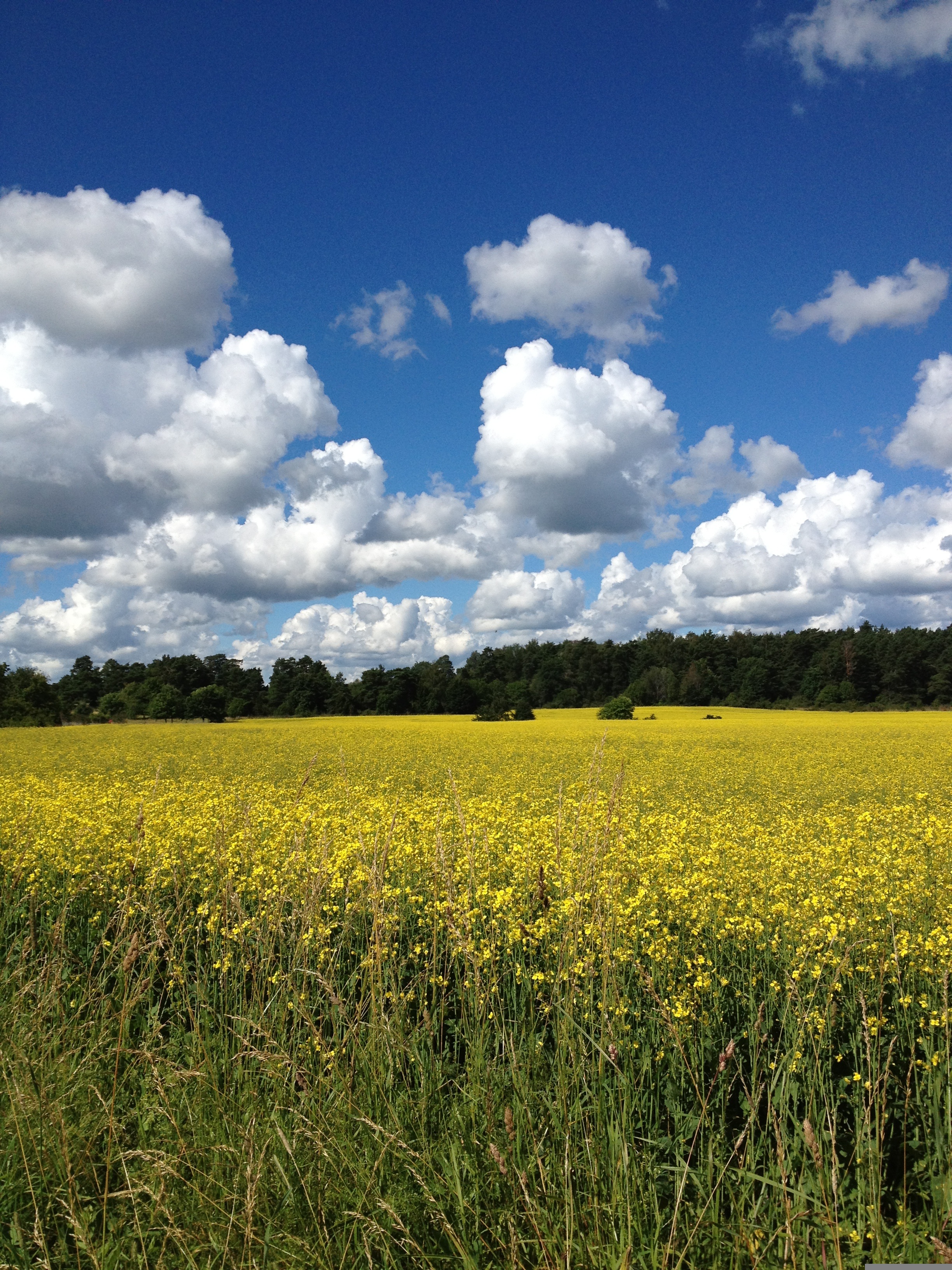 Svenskt sommarlandskap
