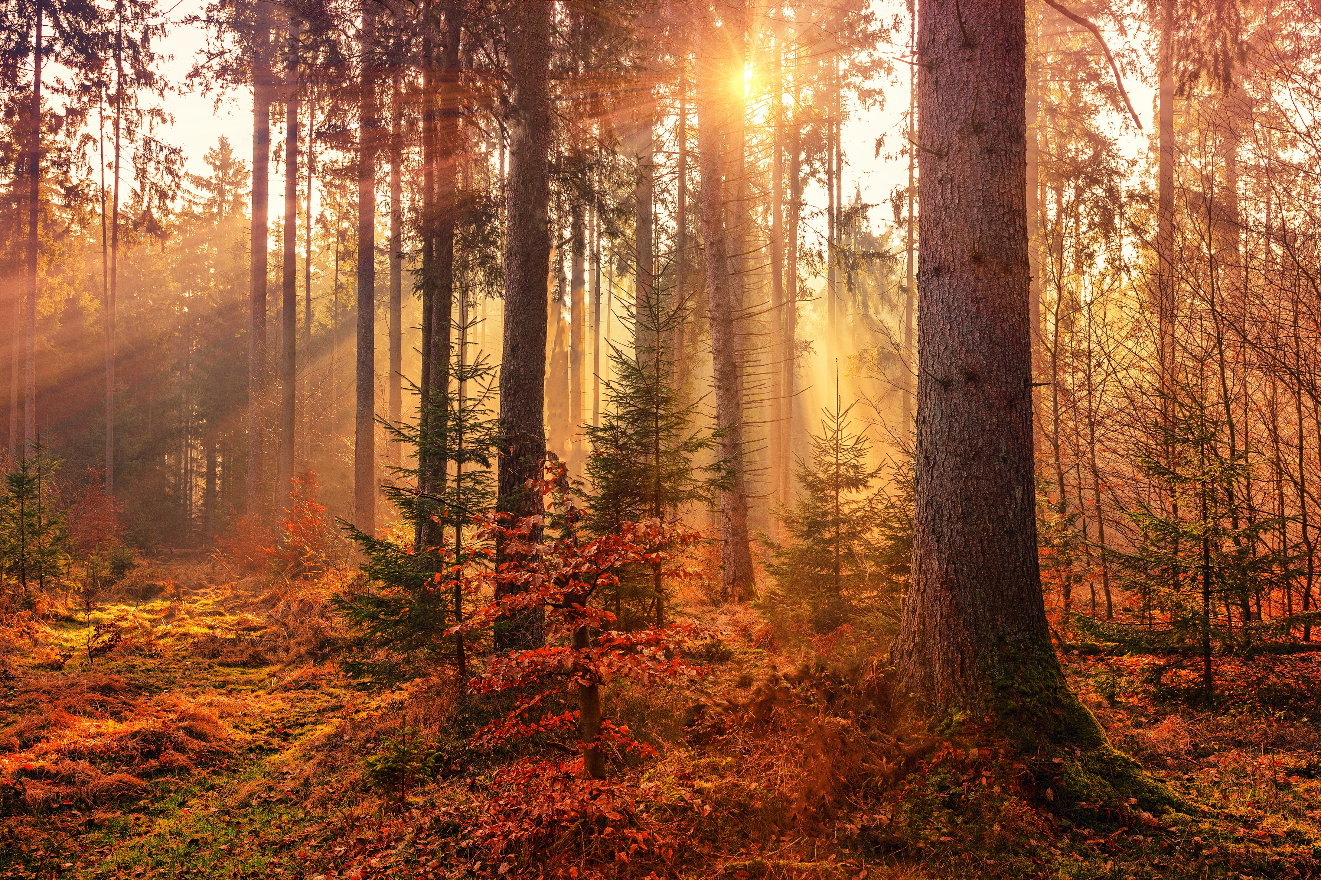 Skog på hösten