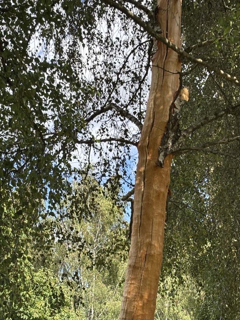 Träd skadat av blixt