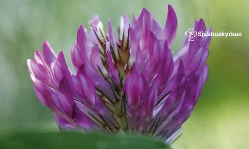 En lilafärgad klöverblomma med vit text: Sjukhuskyrkan.