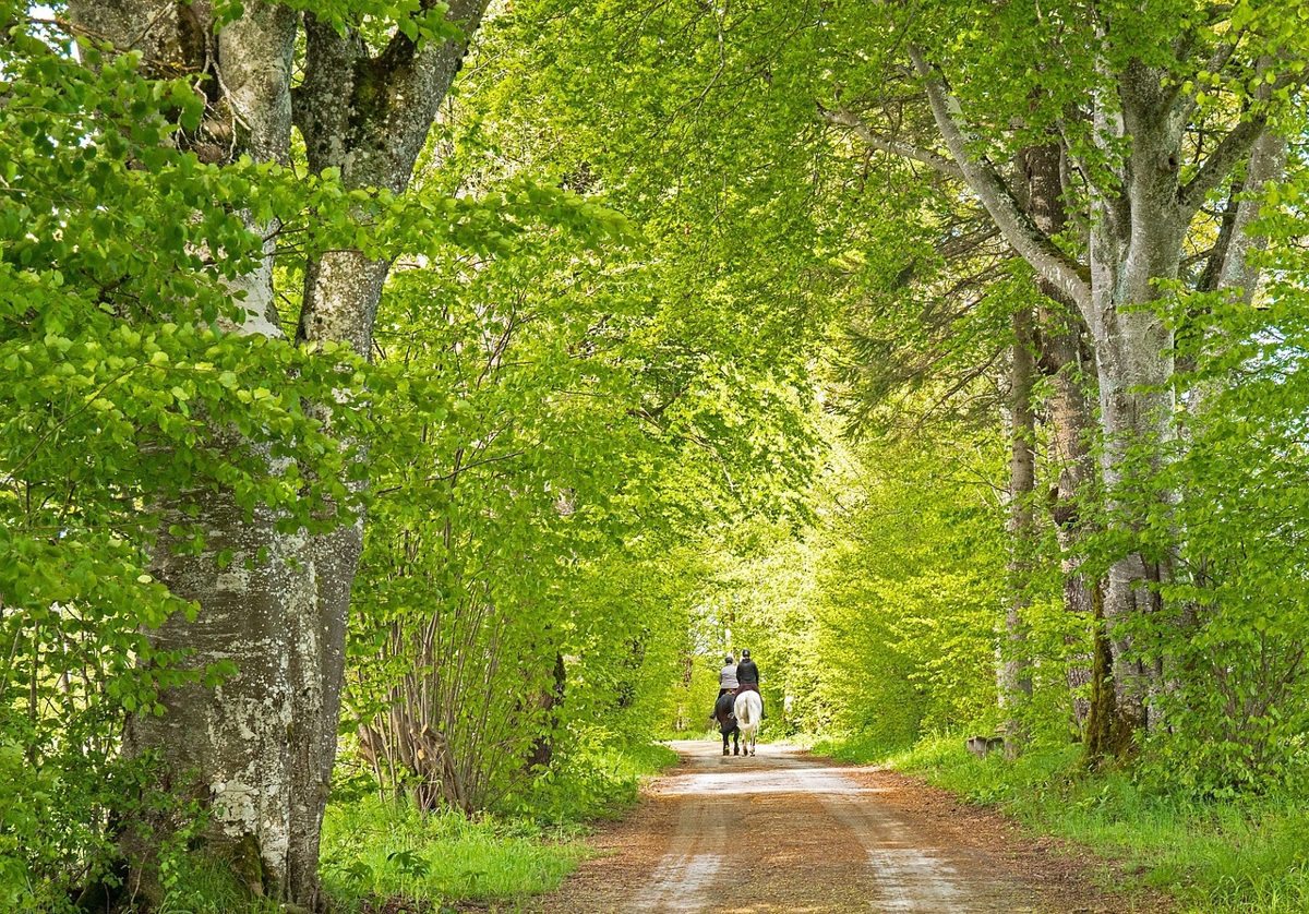 Härlanda tjärn promenera