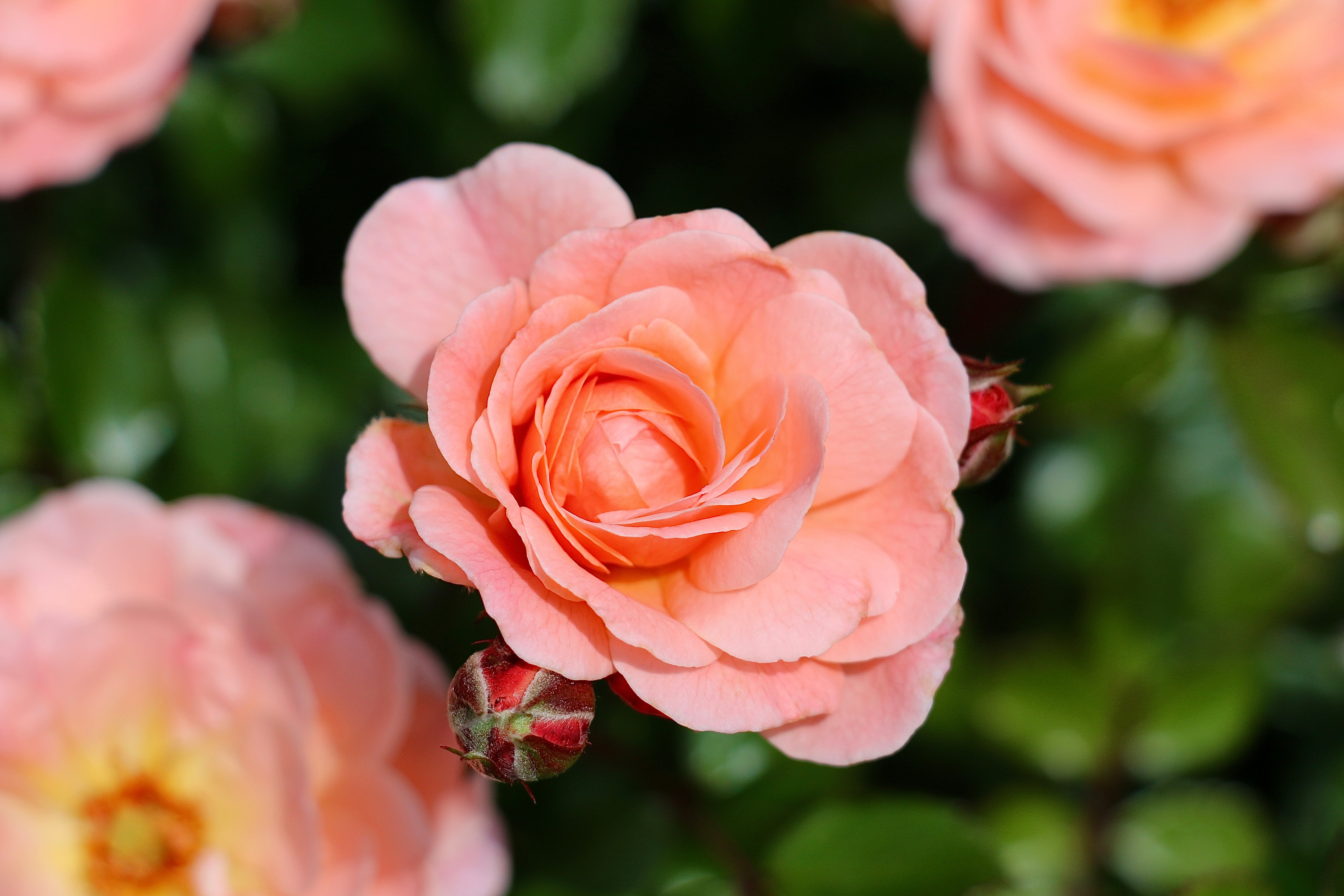 rosa ros