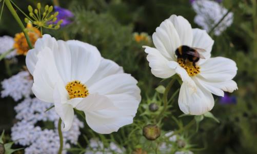 En humla sitter i en vit blomma på en blomsteräng.